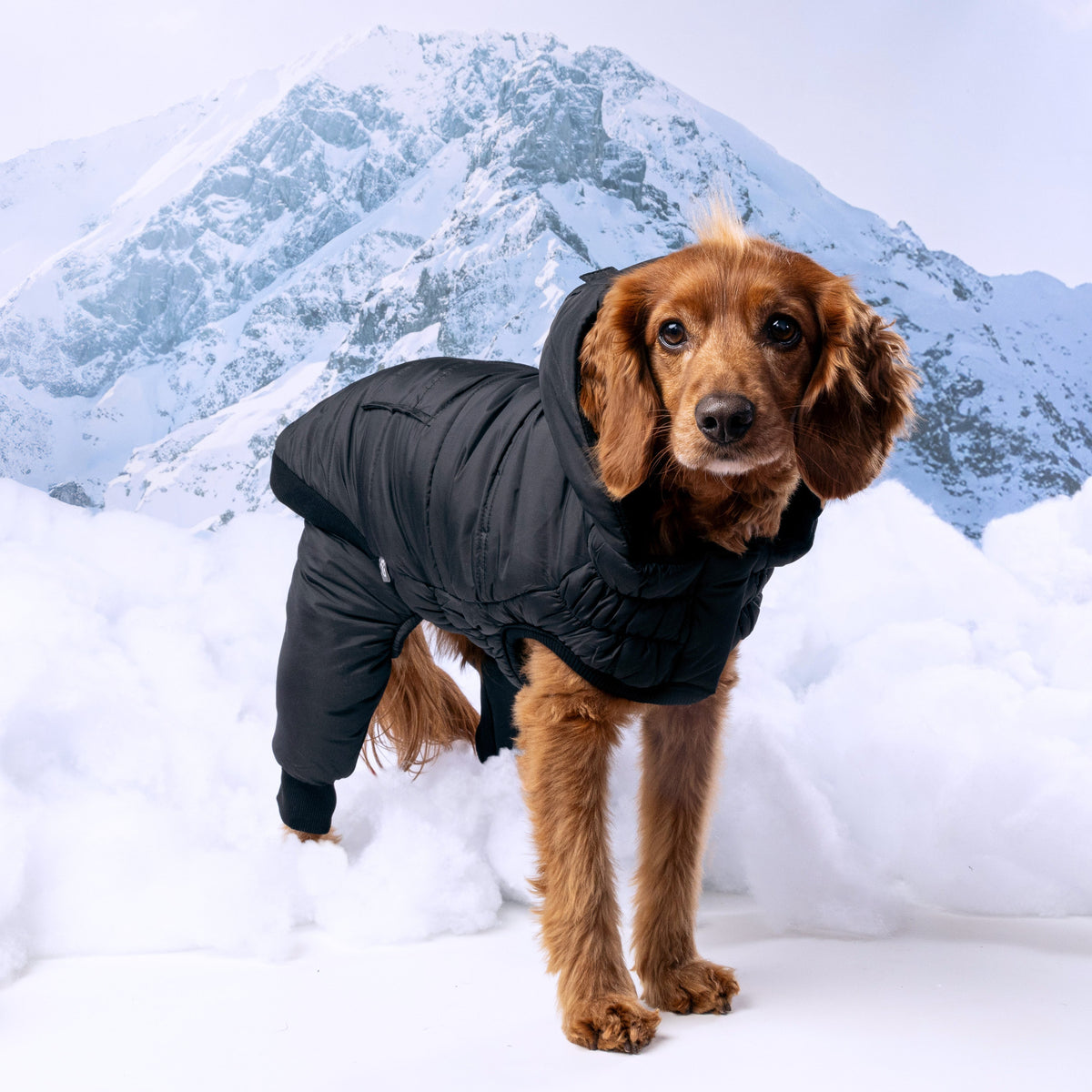 Odyssey Snowsuit premium pet product