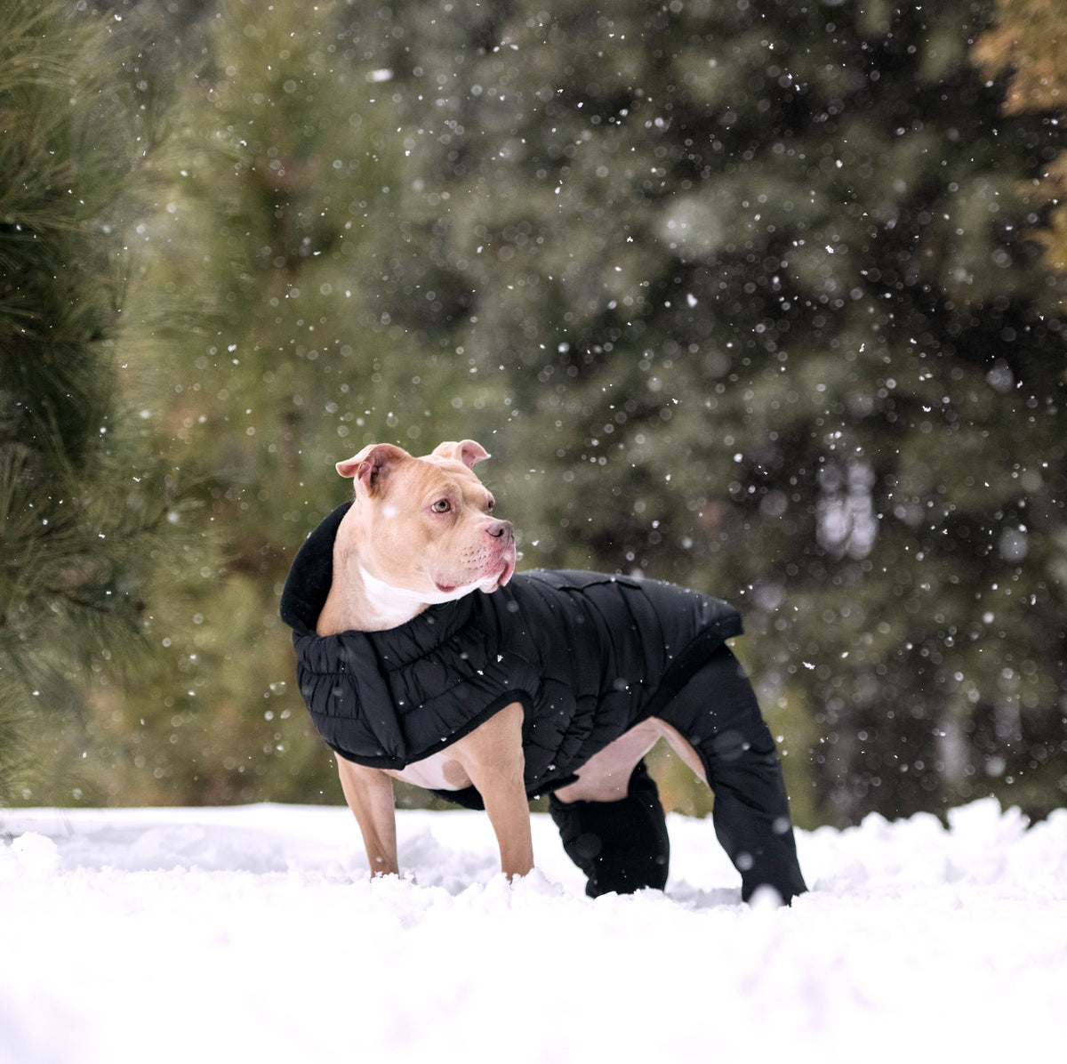 Odyssey Snowsuit premium pet product