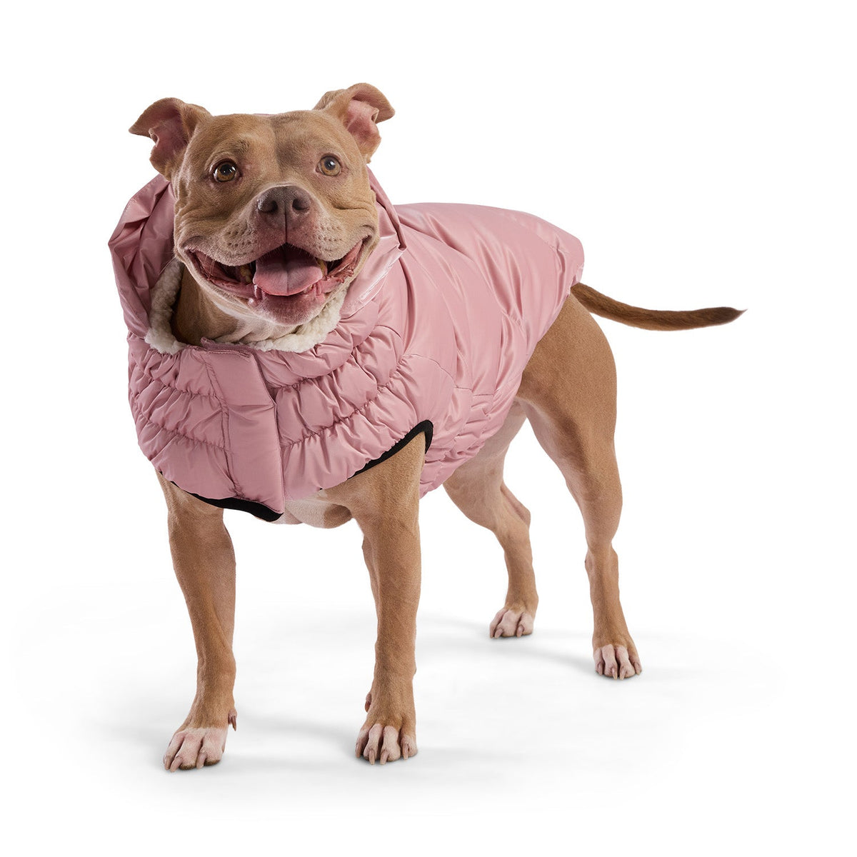 Lunar Glow Parka premium pet product