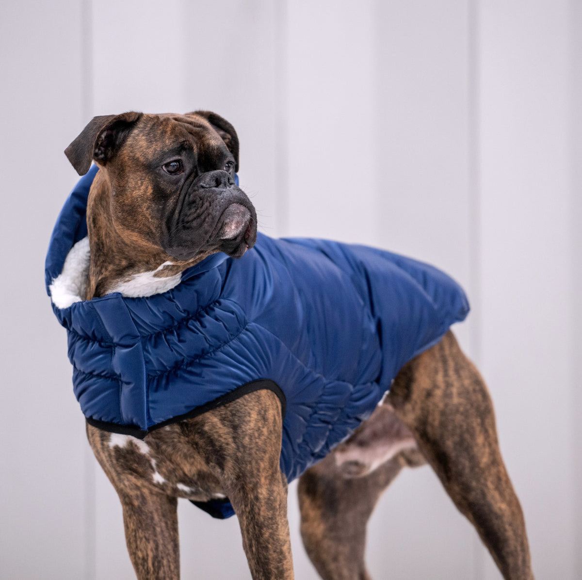 Lunar Glow Parka premium pet product