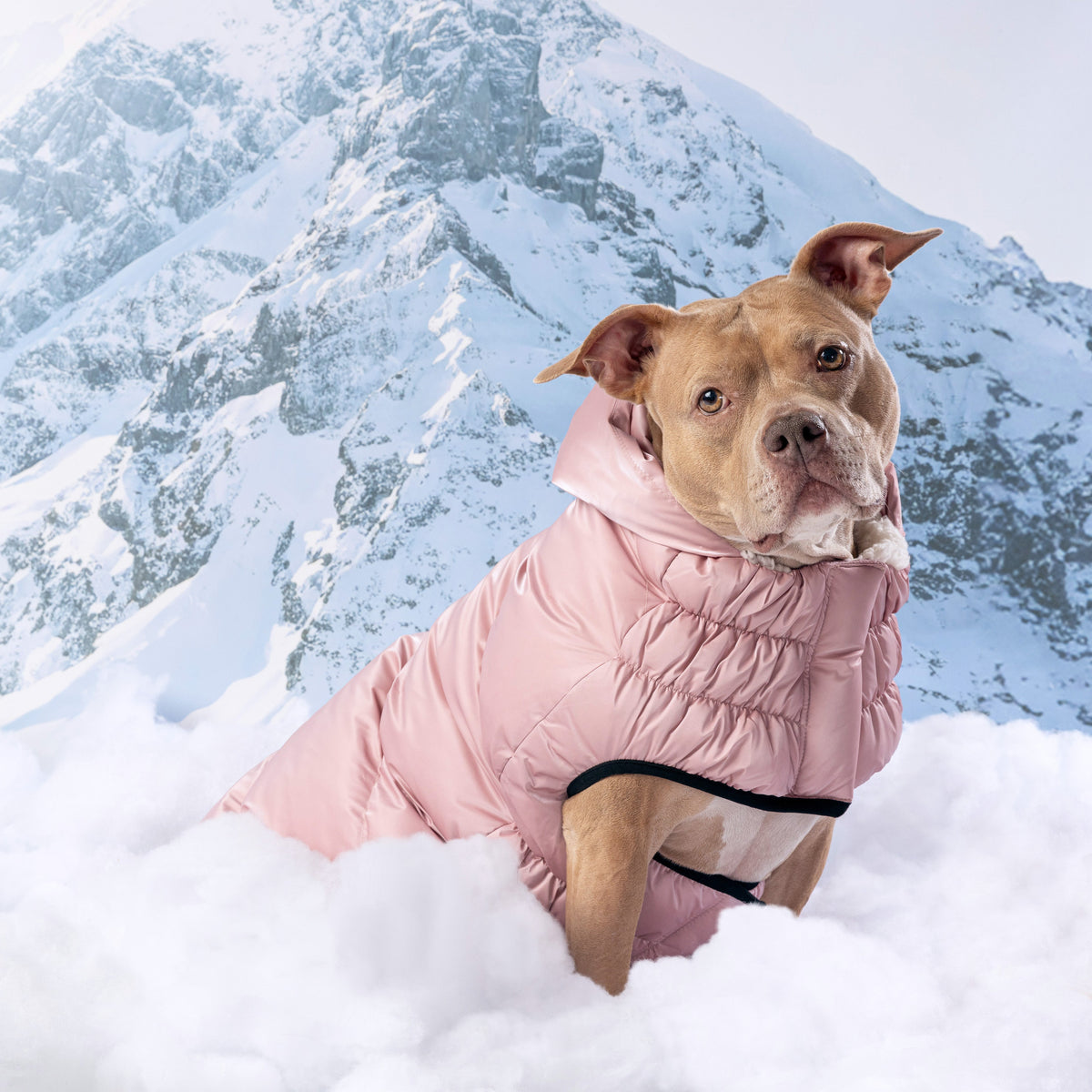 Lunar Glow Parka premium pet product