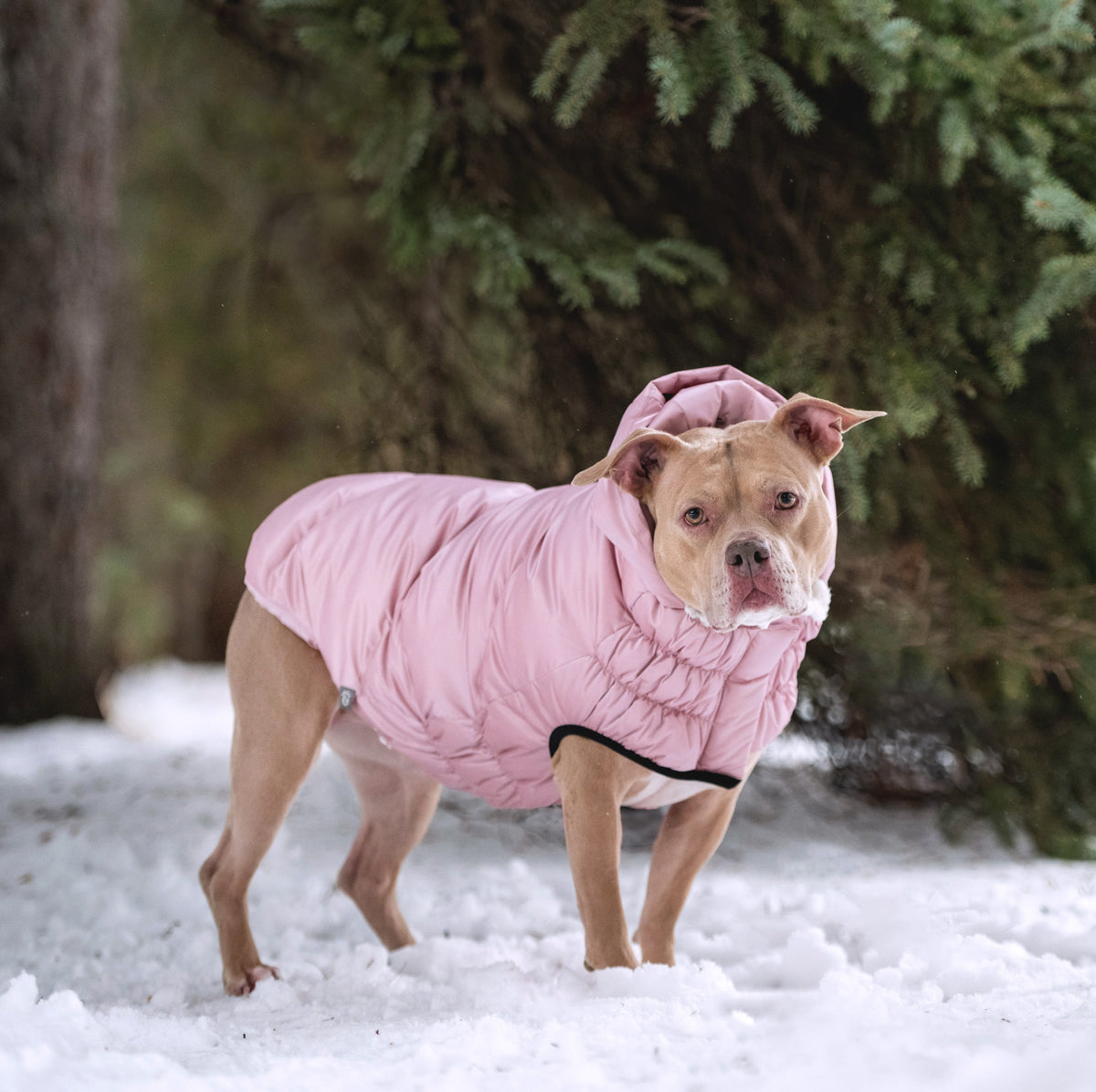 Lunar Glow Parka premium pet product