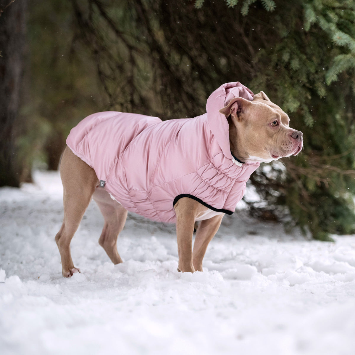 Lunar Glow Parka premium pet product