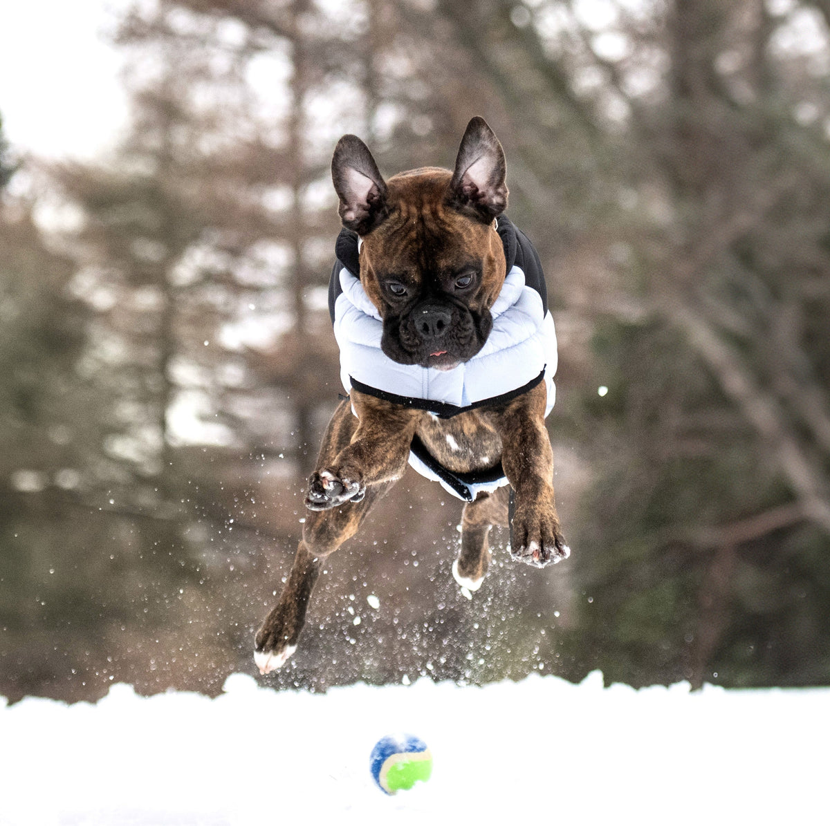 Diamond Puffer premium pet product