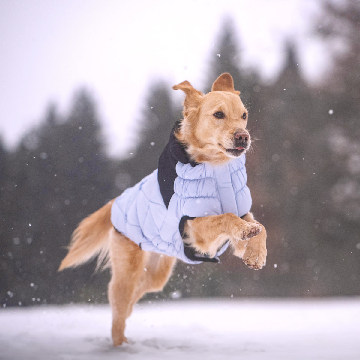 Diamond Puffer premium pet product