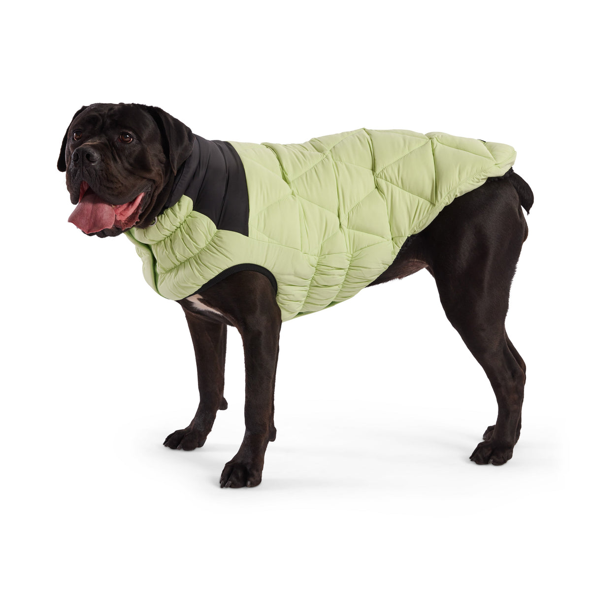 Diamond Puffer premium pet product