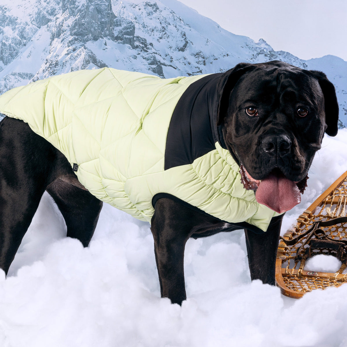 Diamond Puffer premium pet product