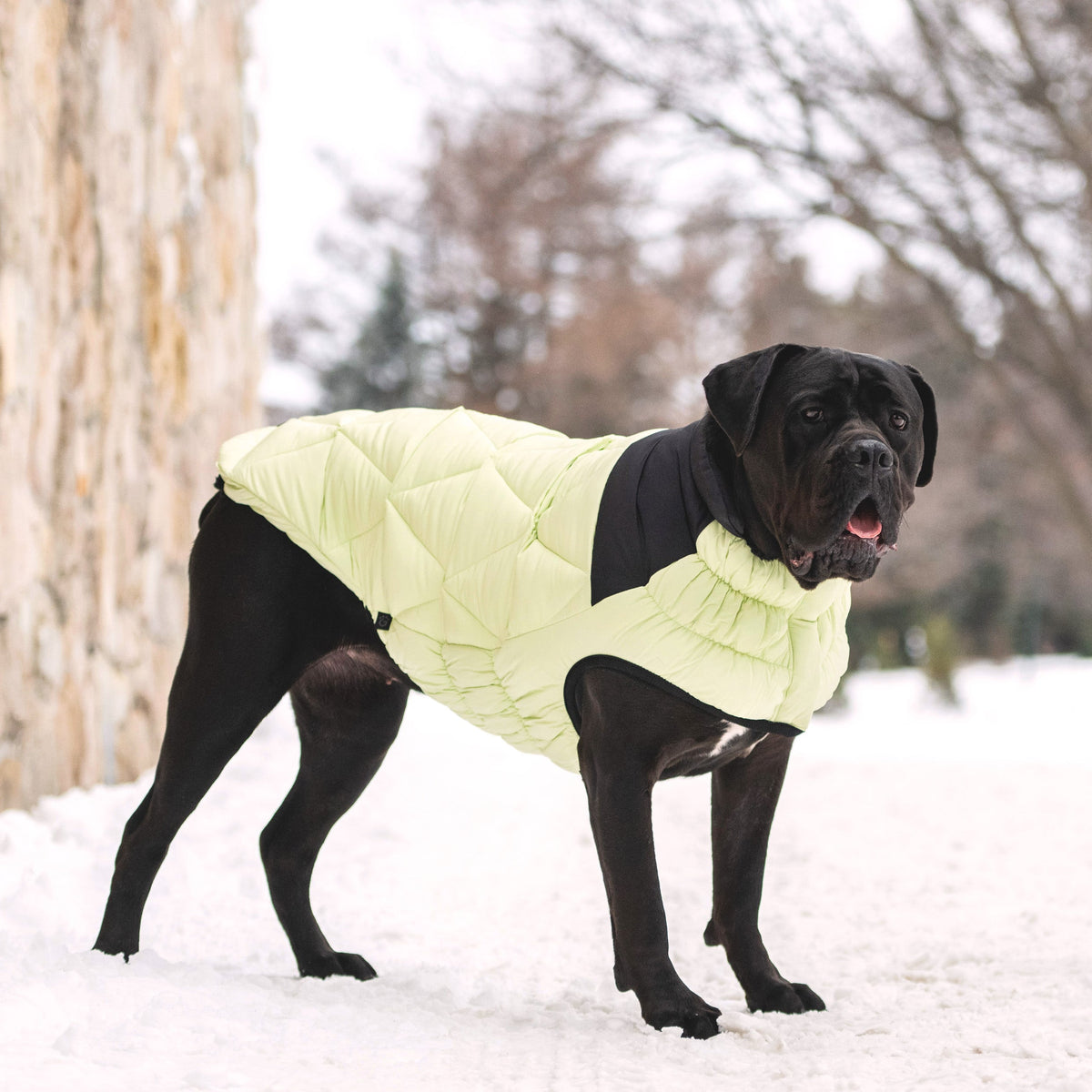 Diamond Puffer premium pet product