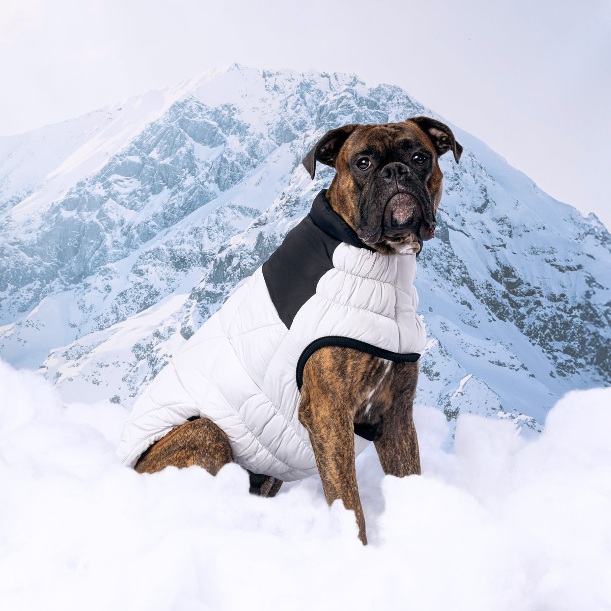 Diamond Puffer premium pet product