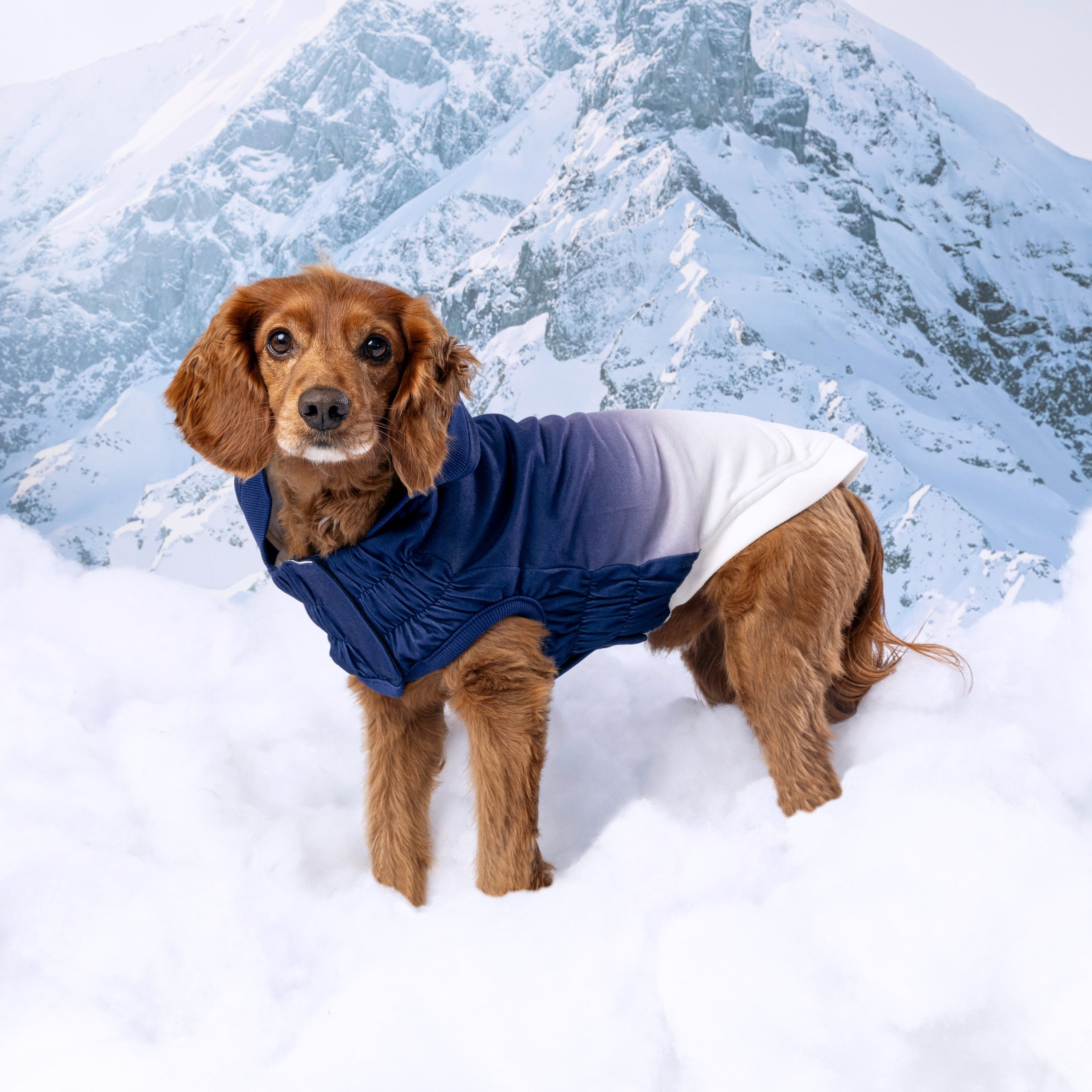 Good Vibes Hoodie premium pet product