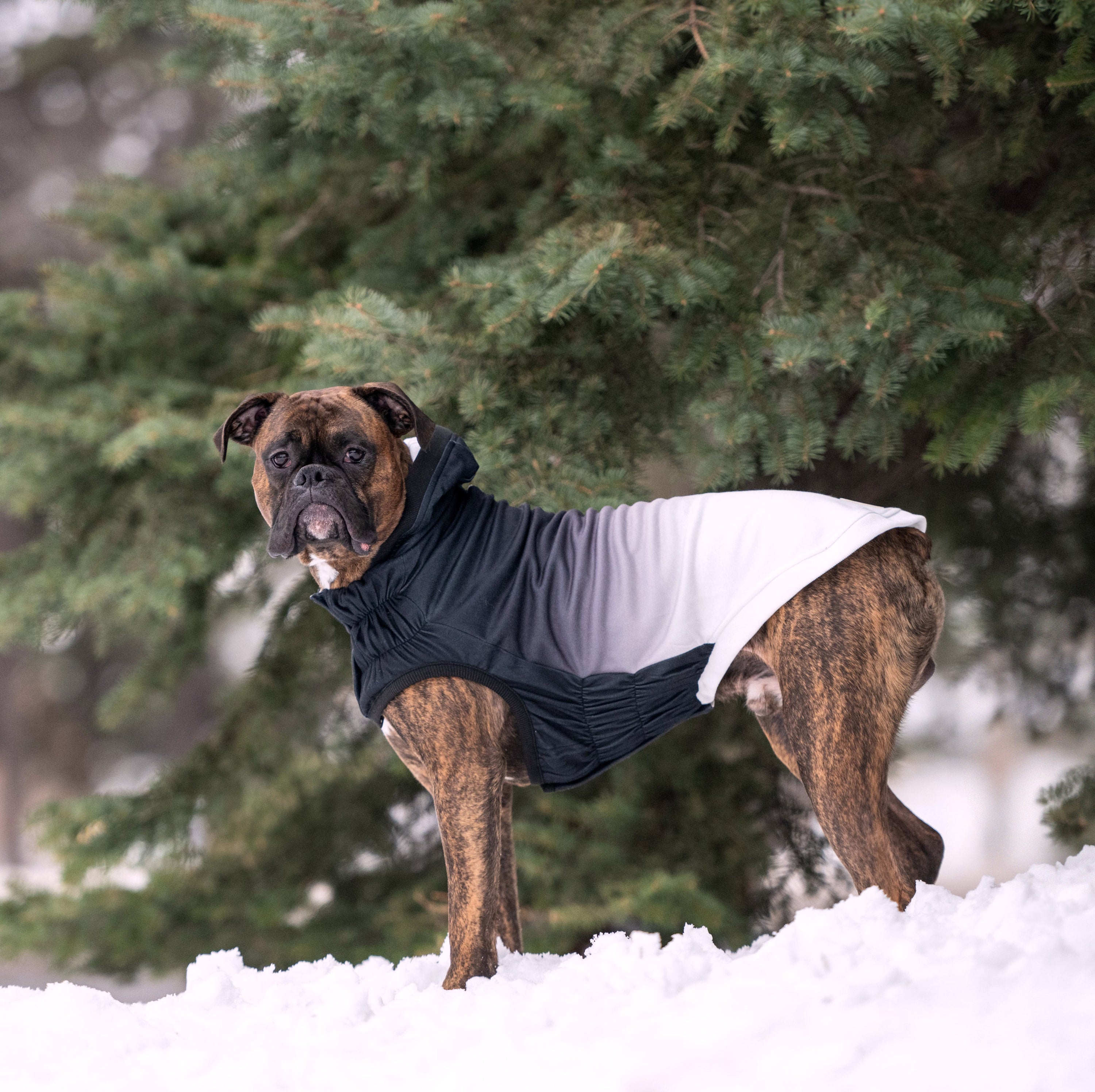 Good Vibes Hoodie premium pet product