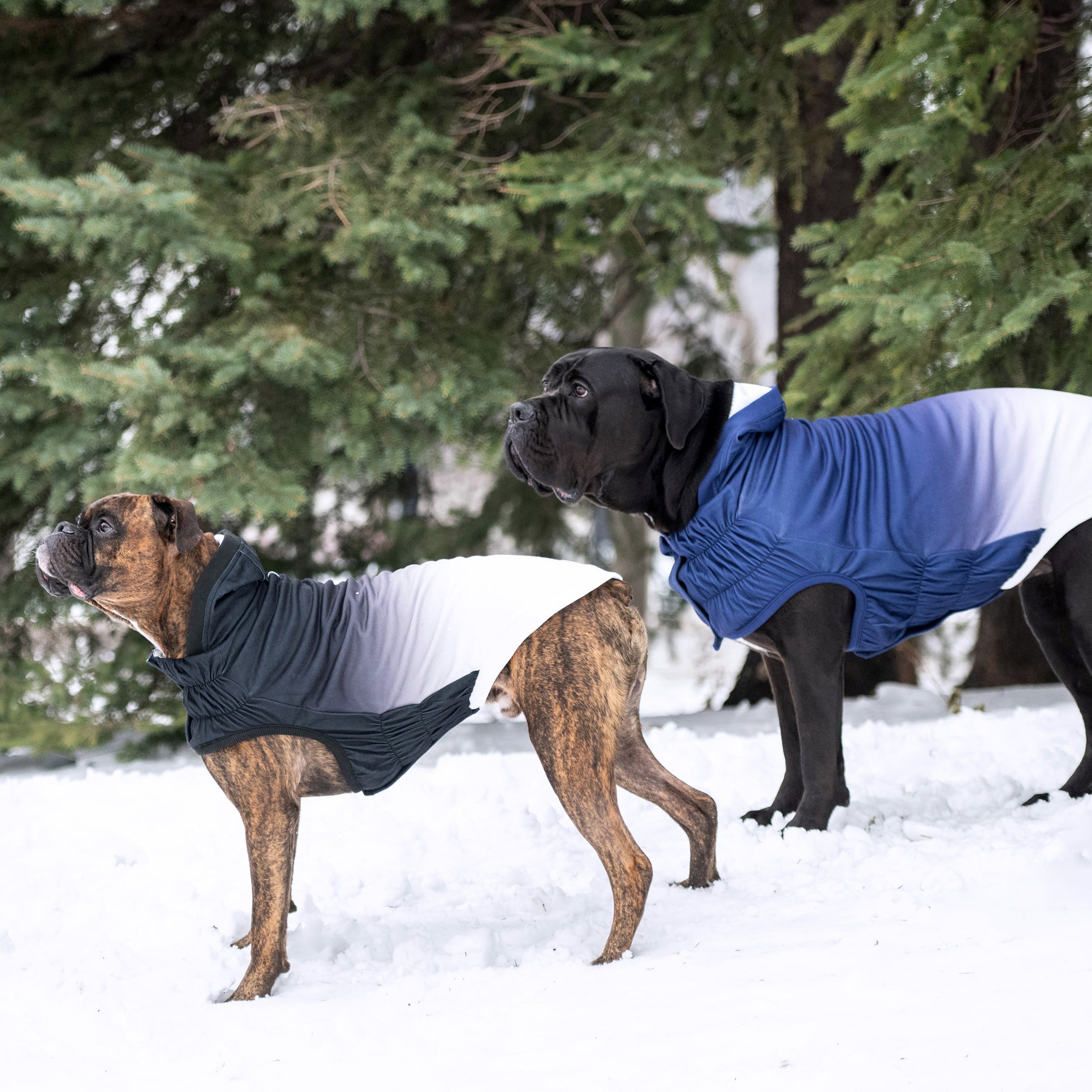 Good Vibes Hoodie premium pet product