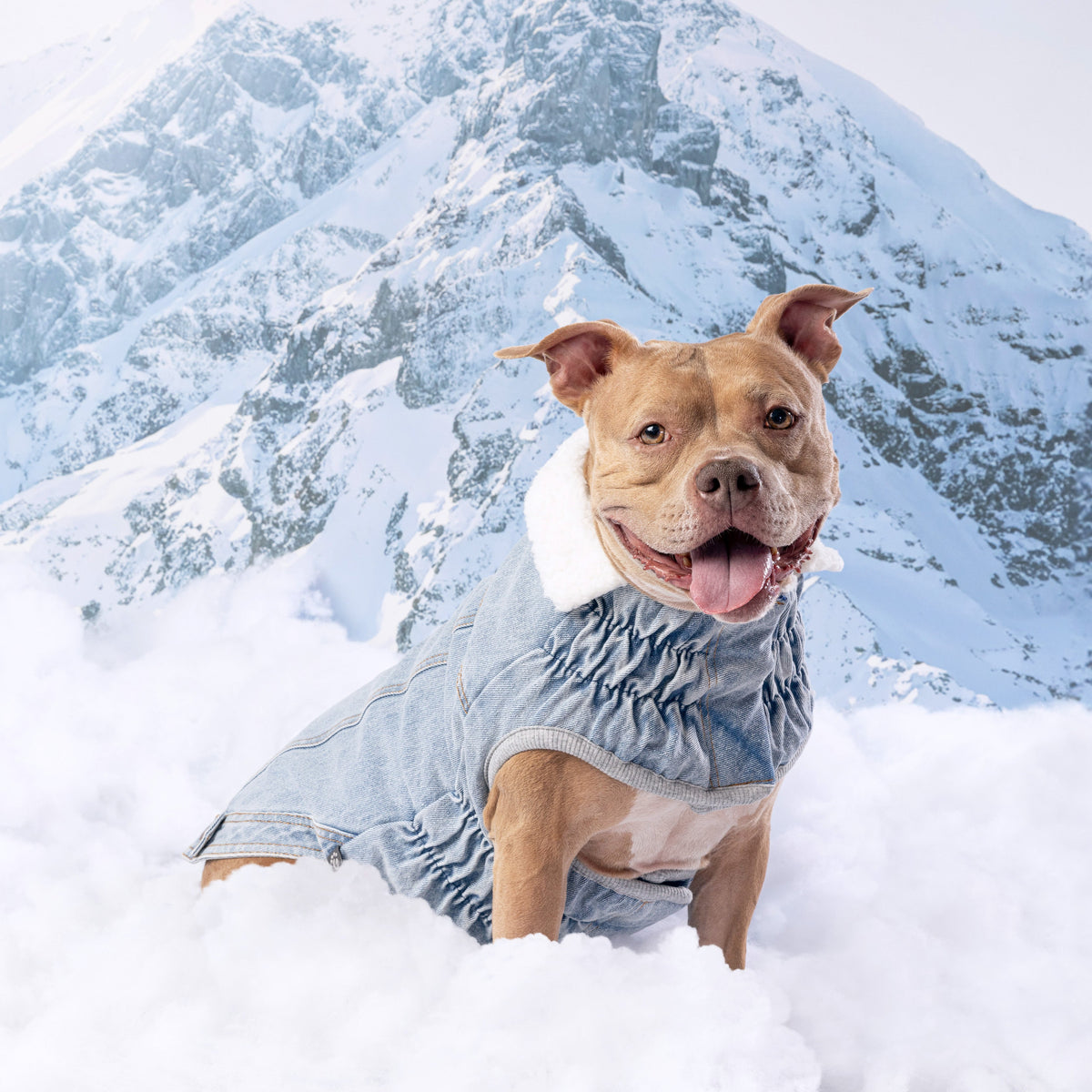 Northside Denim Jacket - Light Wash premium pet product