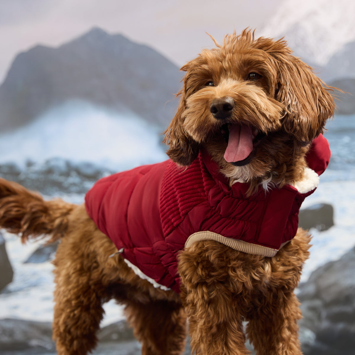 GF Pet Cold Mountain Elasto Fit Dog Puffer in Cherryfrost