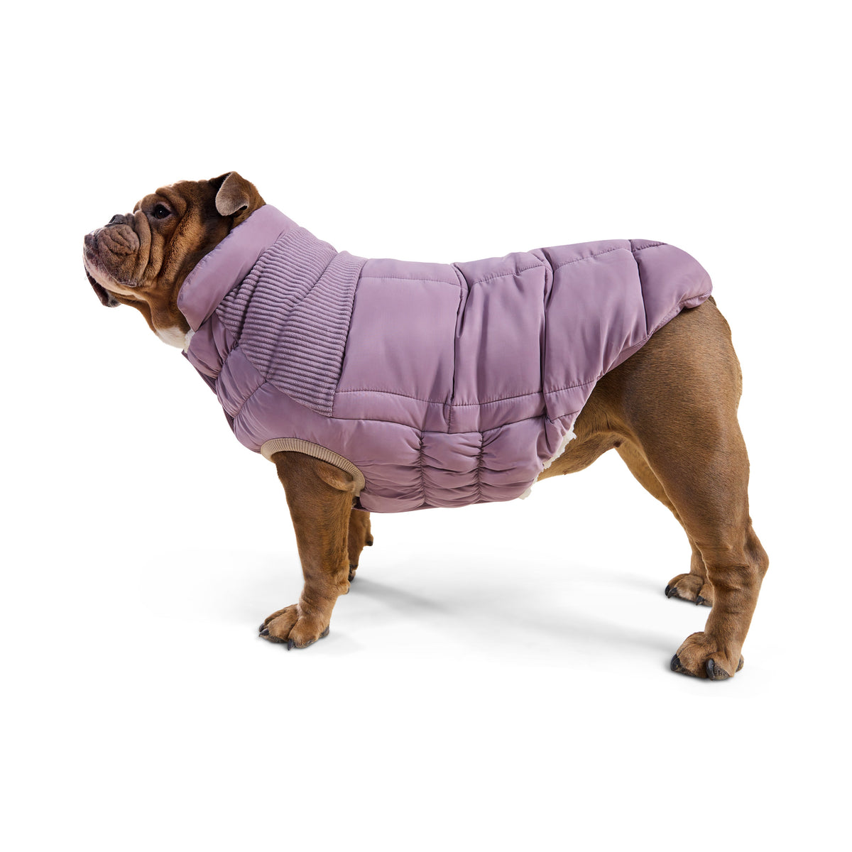 GF Pet Cold Mountain Elasto Fit Dog Puffer in Elderberry