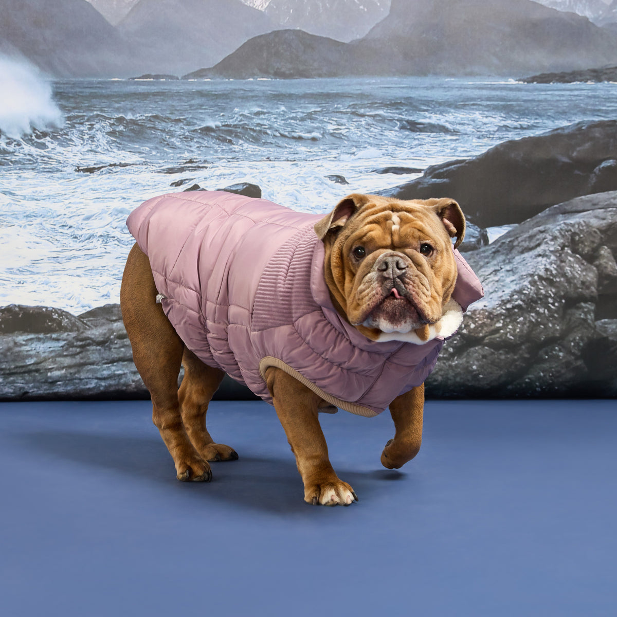 GF Pet Cold Mountain Elasto Fit Dog Puffer in Elderberry
