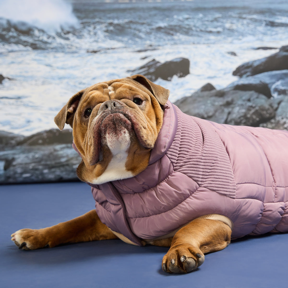 GF Pet Cold Mountain Elasto Fit Dog Puffer in Elderberry