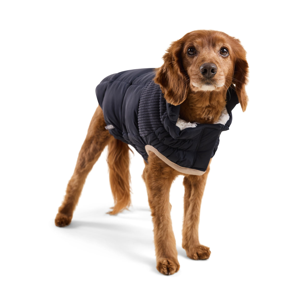 GF Pet Cold Mountain Elasto Fit Dog Puffer in Vintagenavy