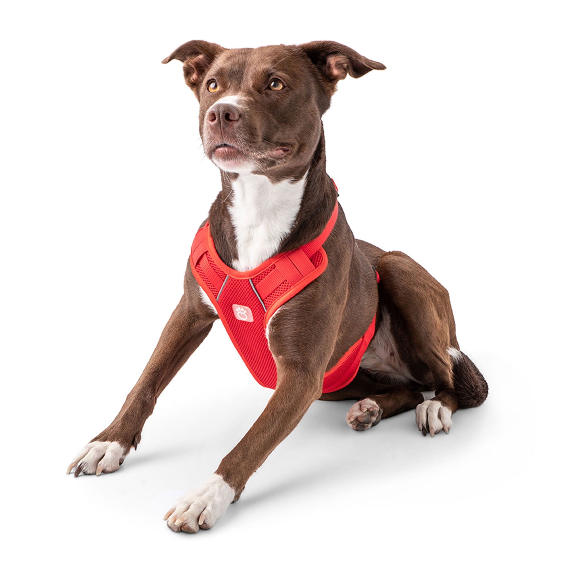 Travel Harness - Red premium pet product