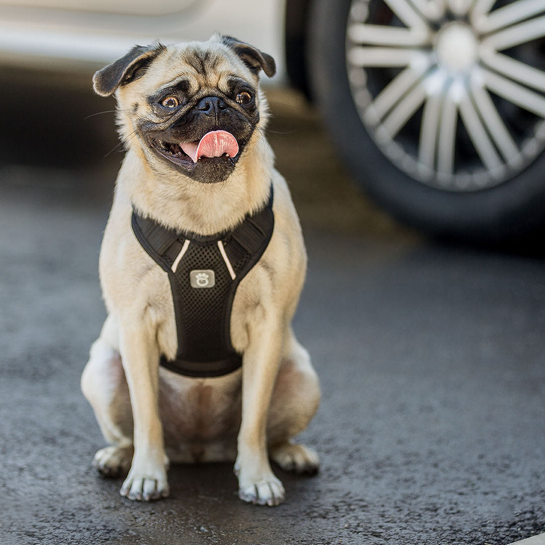 Travel Harness - Black premium pet product