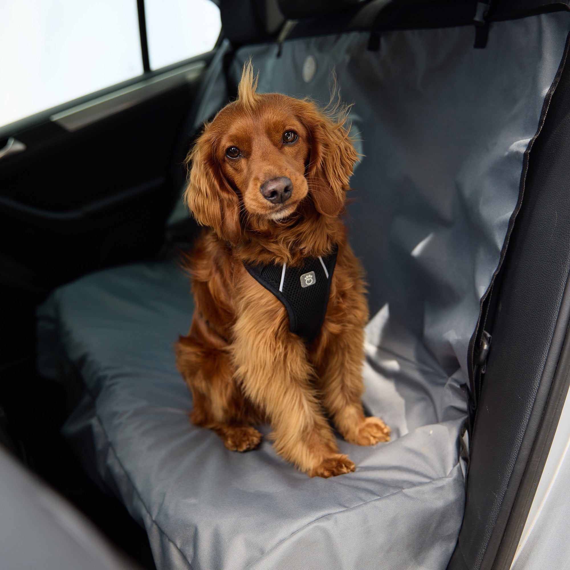 Travel Harness - Black premium pet product
