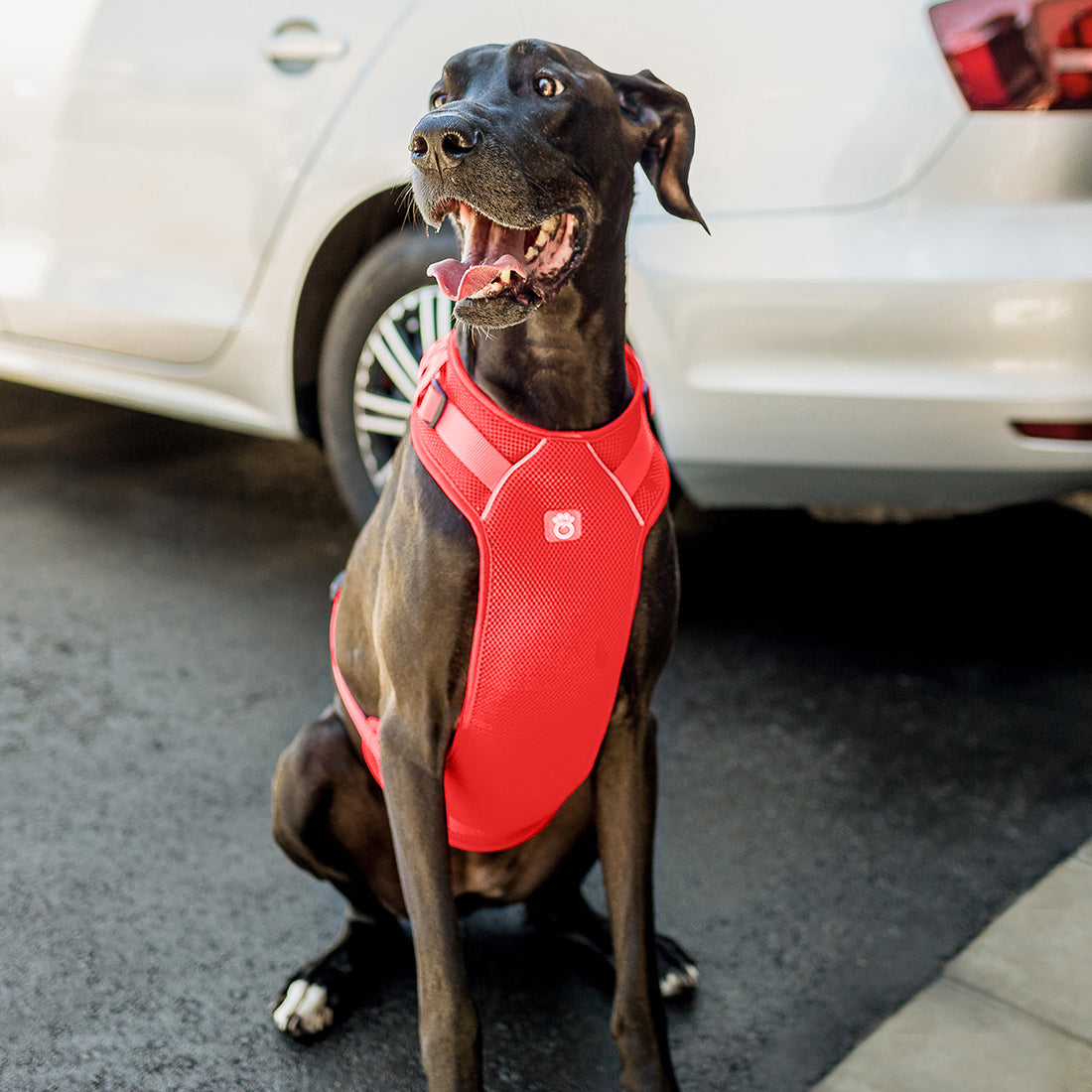 Travel Harness - Red premium pet product