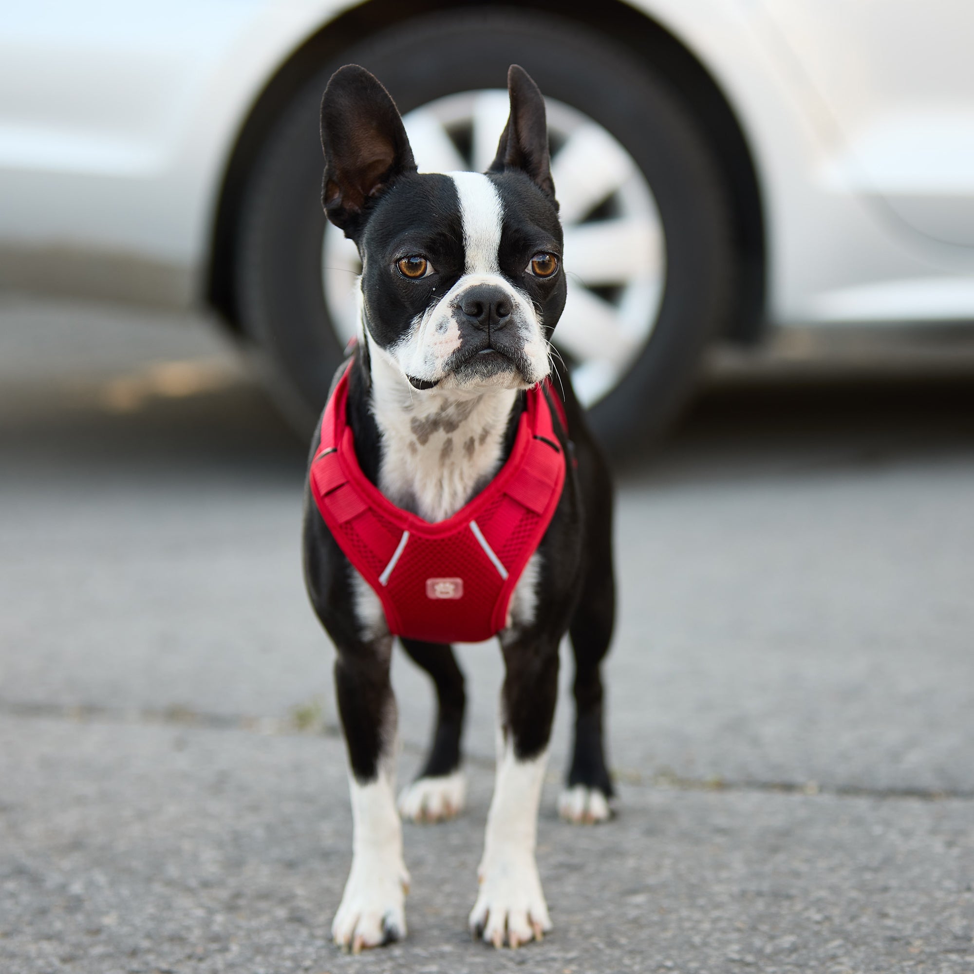 Travel Harness - Red premium pet product