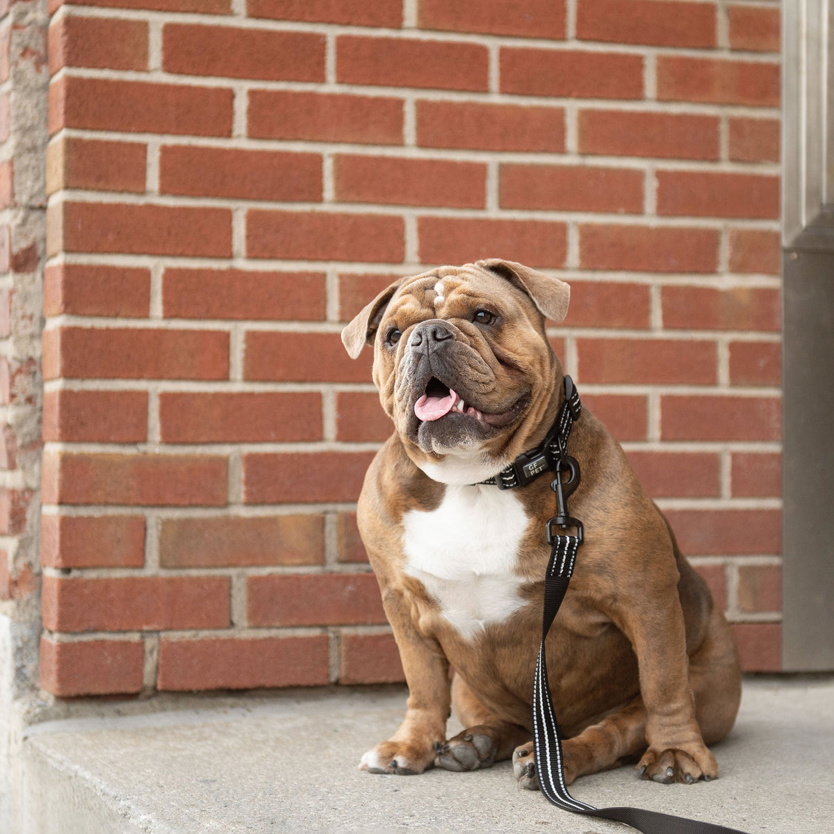 Reflective Collar - Black premium pet product