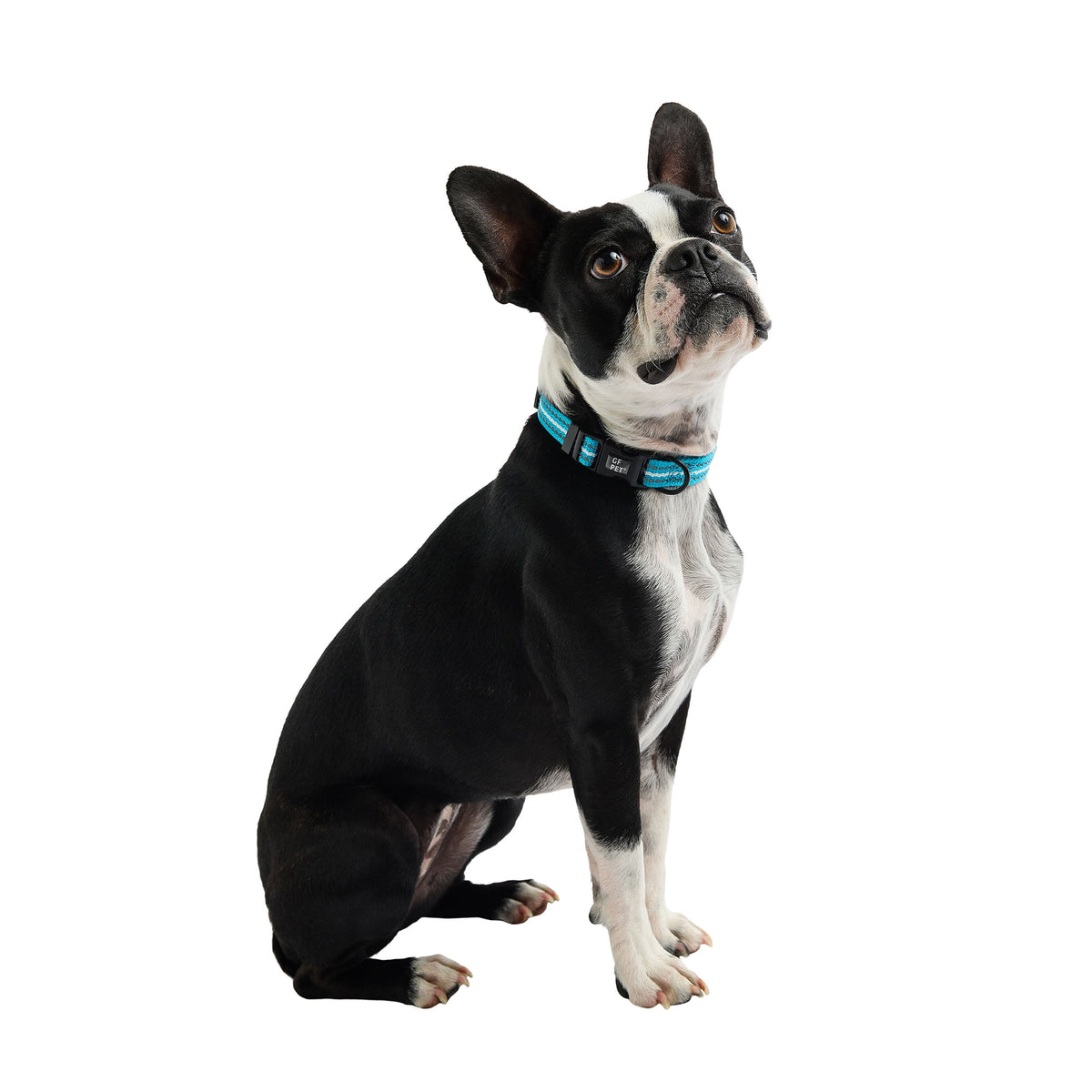 Reflective Collar - Neon Blue premium pet product