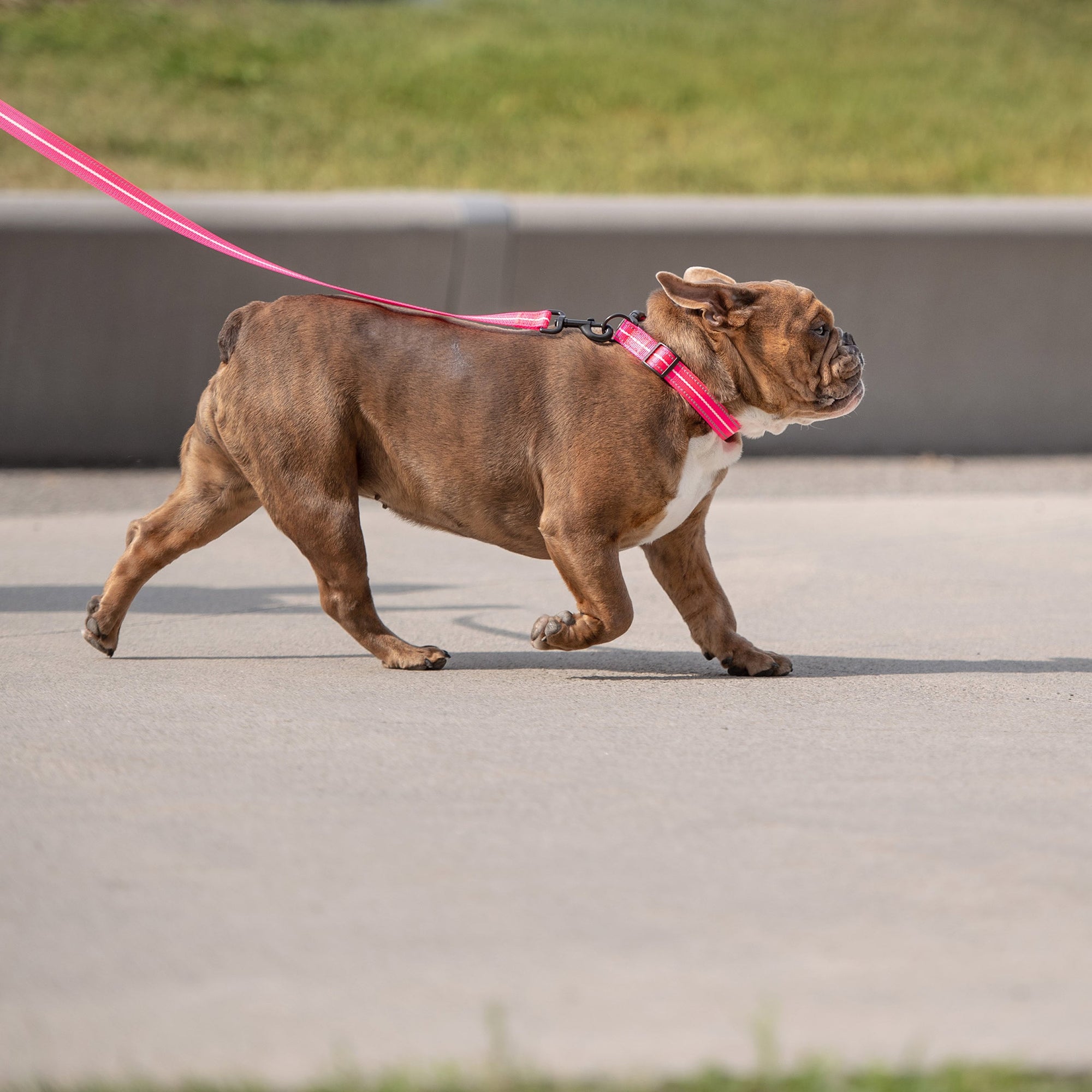Reflective Collar - Neon Pink premium pet product