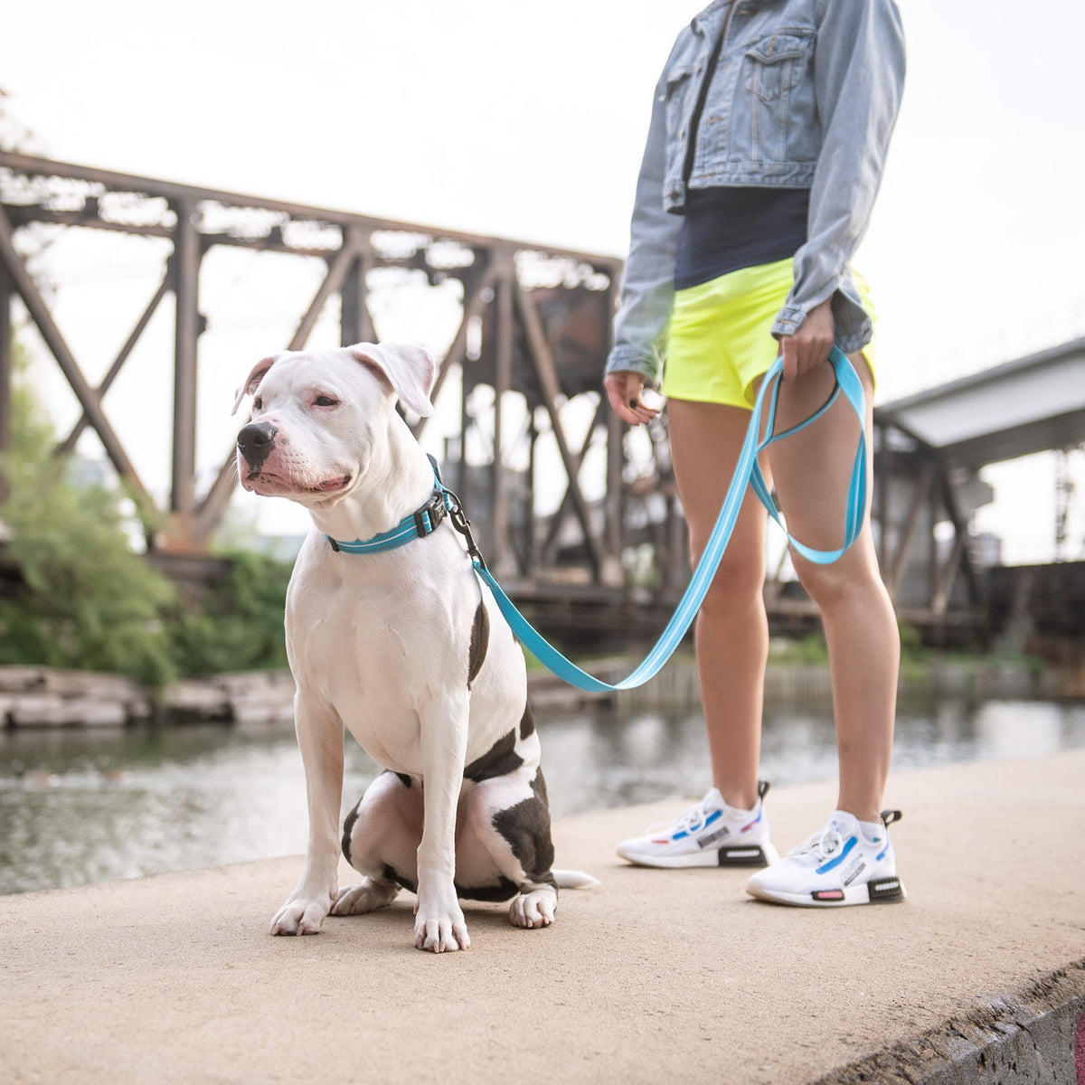 Reflective Collar - Neon Blue premium pet product