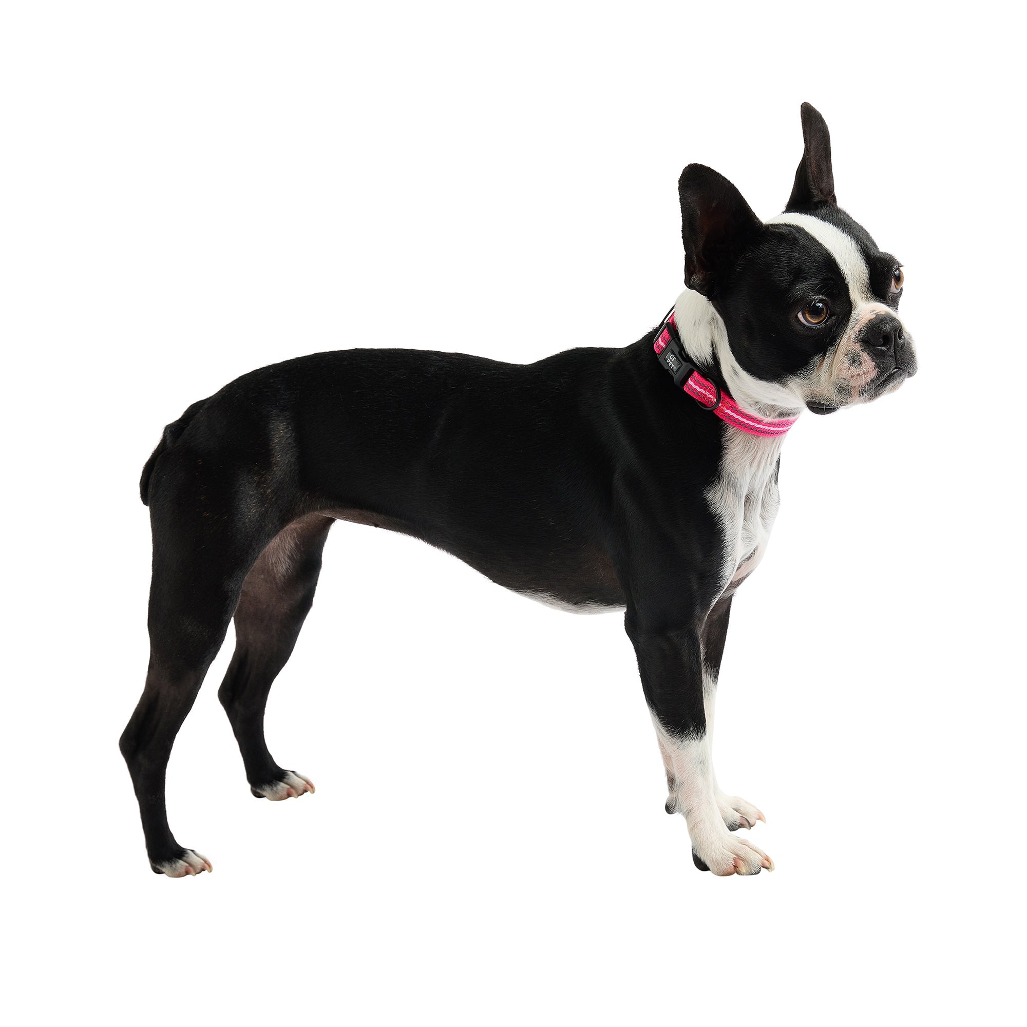 Reflective Collar - Neon Pink premium pet product