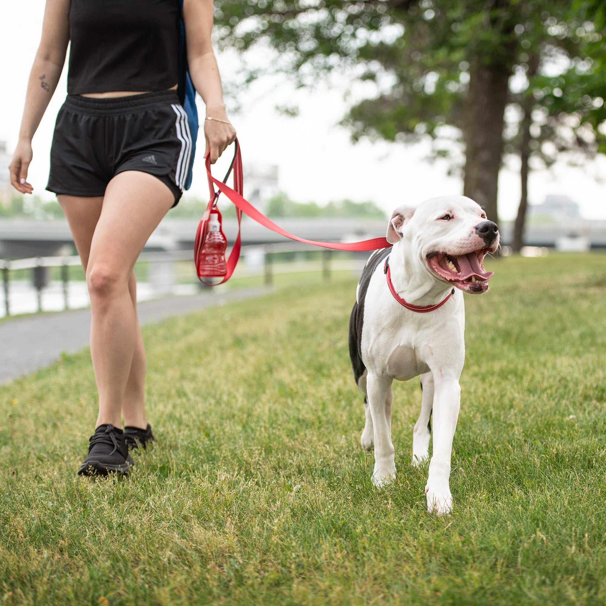 Reflective Collar - Red premium pet product