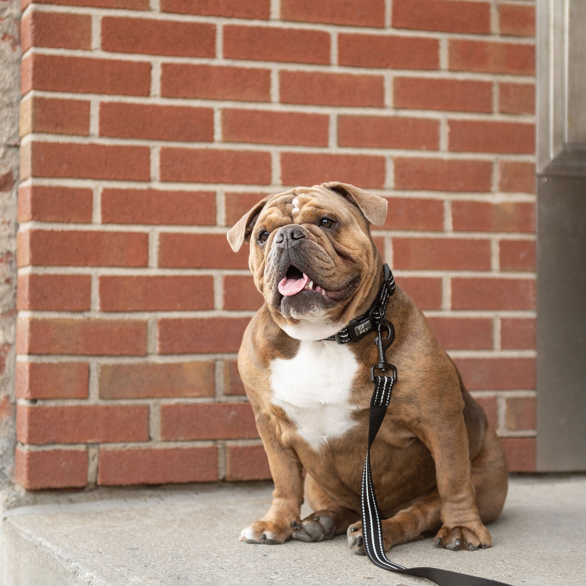 Reflective Leash - Black premium pet product