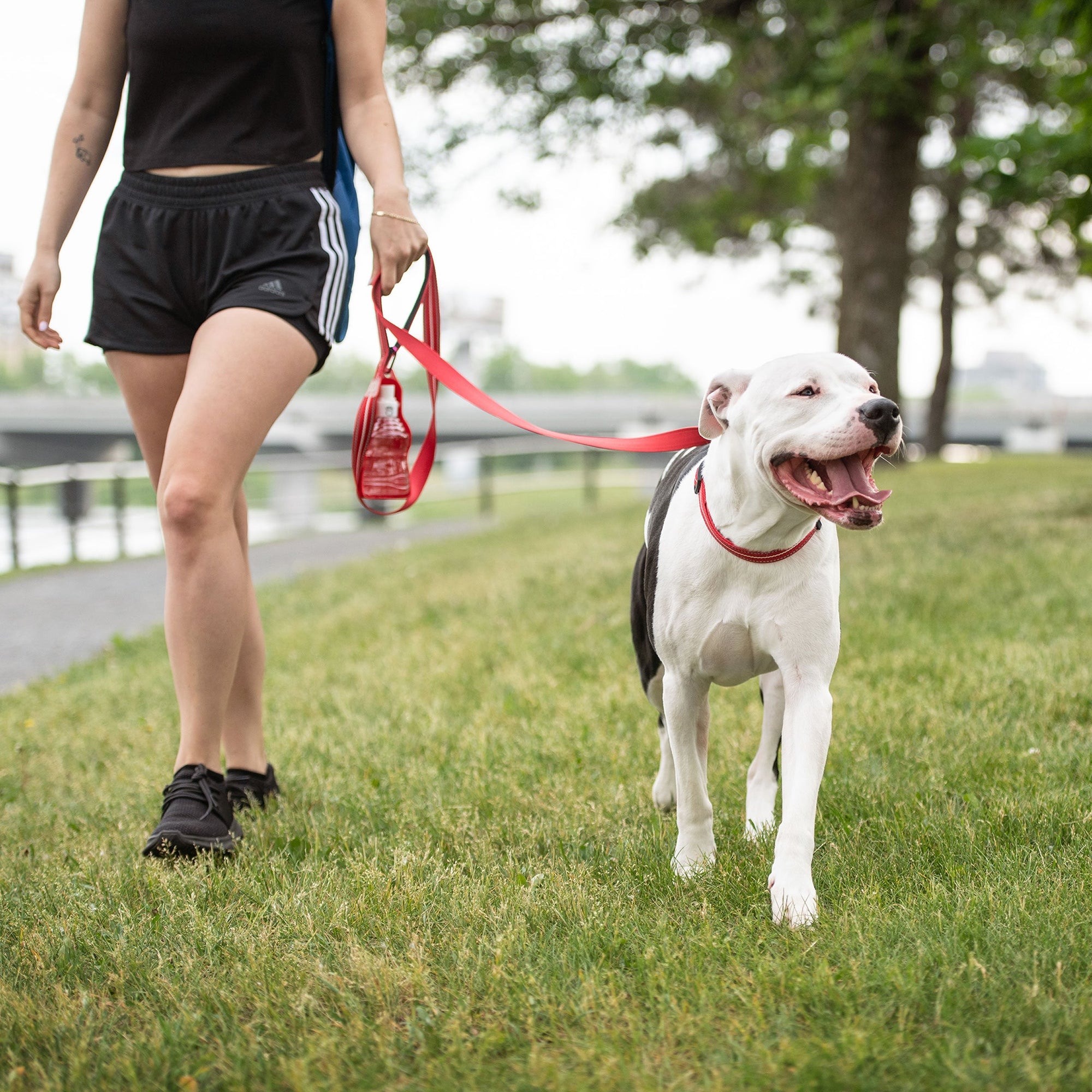 Reflective Leash - Red premium pet product