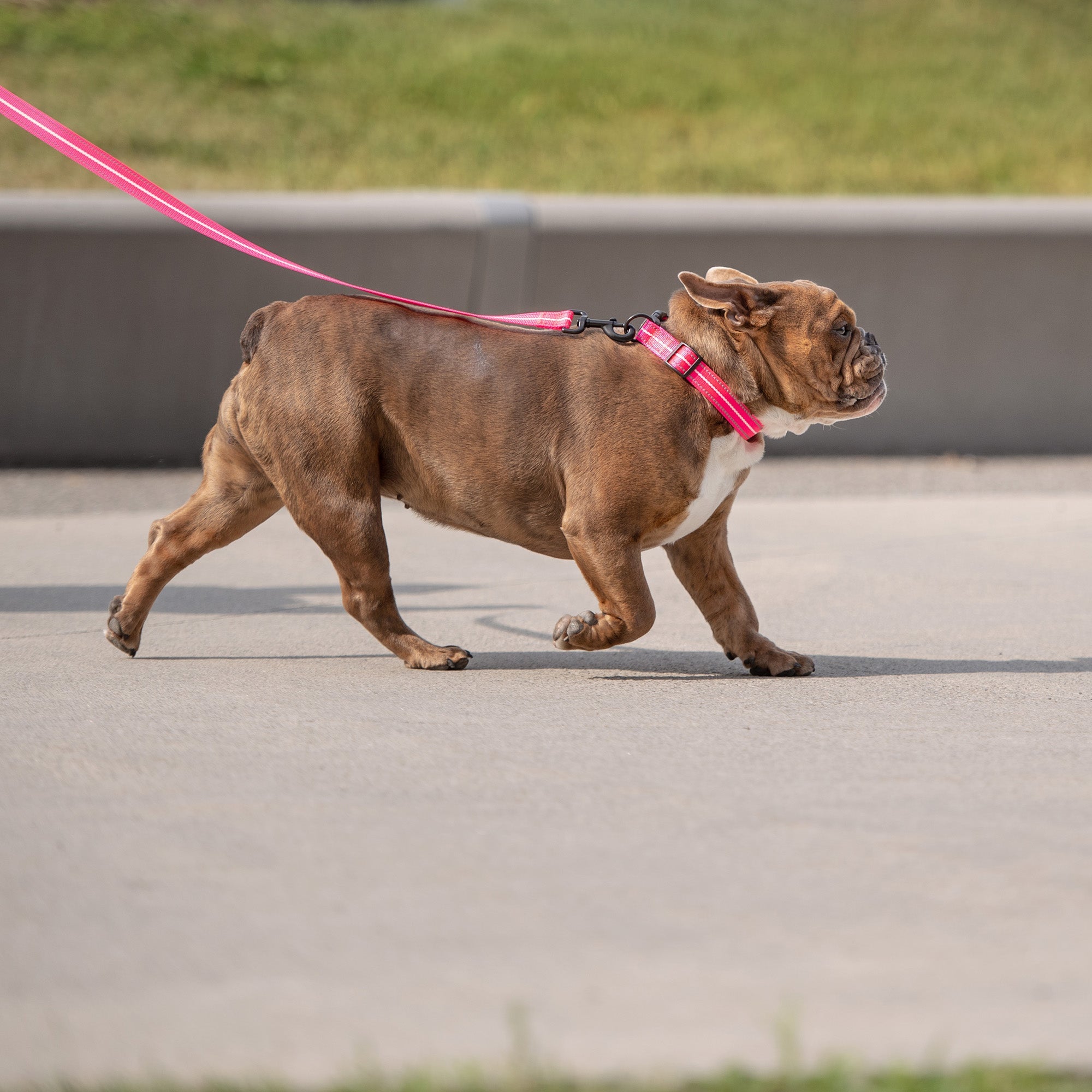 Reflective Leash - Neon Pink premium pet product