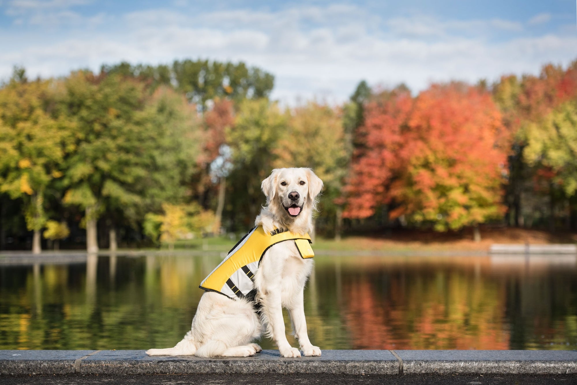 Life Vest - Dog Life Jacket premium pet product