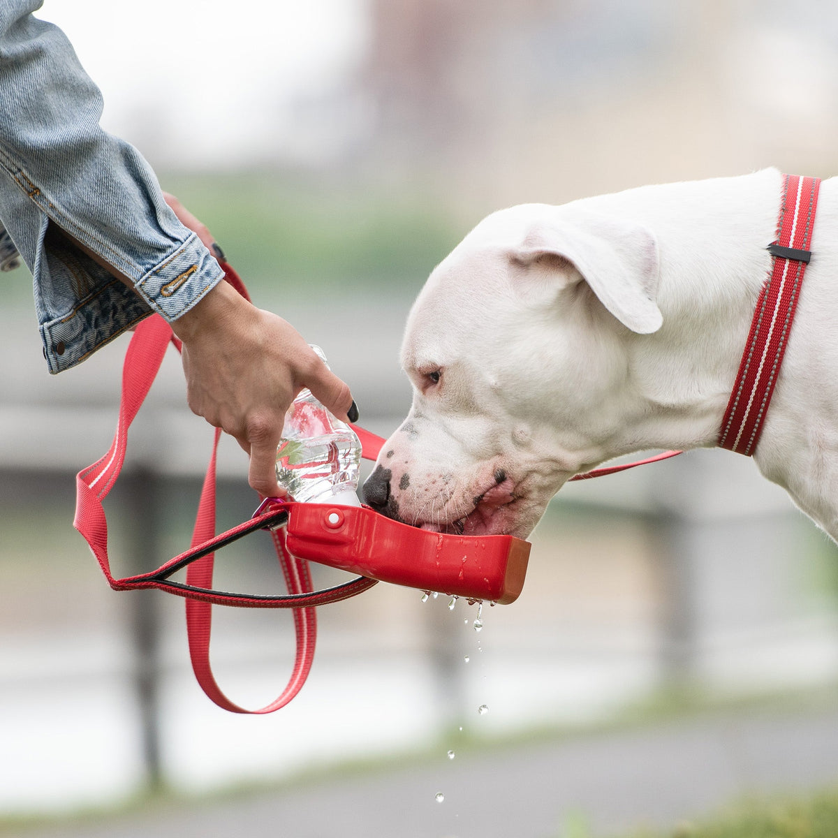 GF Pet Portable Dog Water Bottle with Bowl
