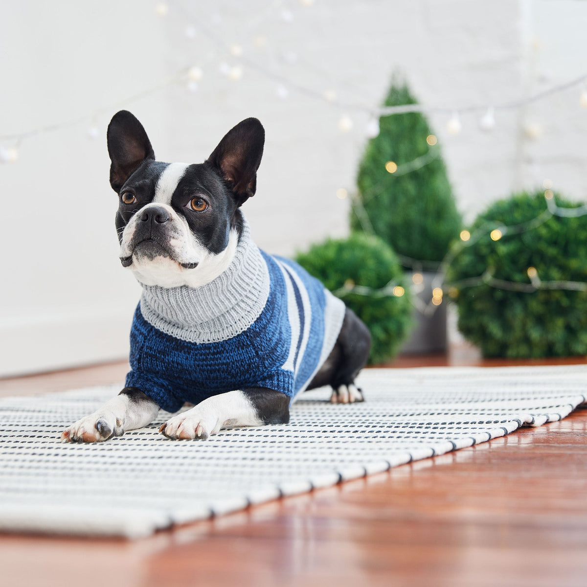 Trekking Sweater - Blue premium pet product