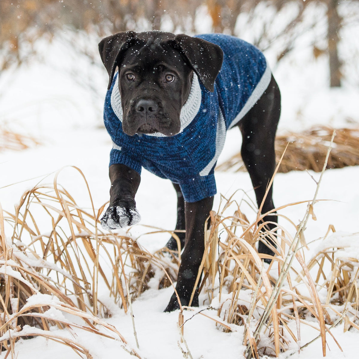 Trekking Sweater - Blue premium pet product