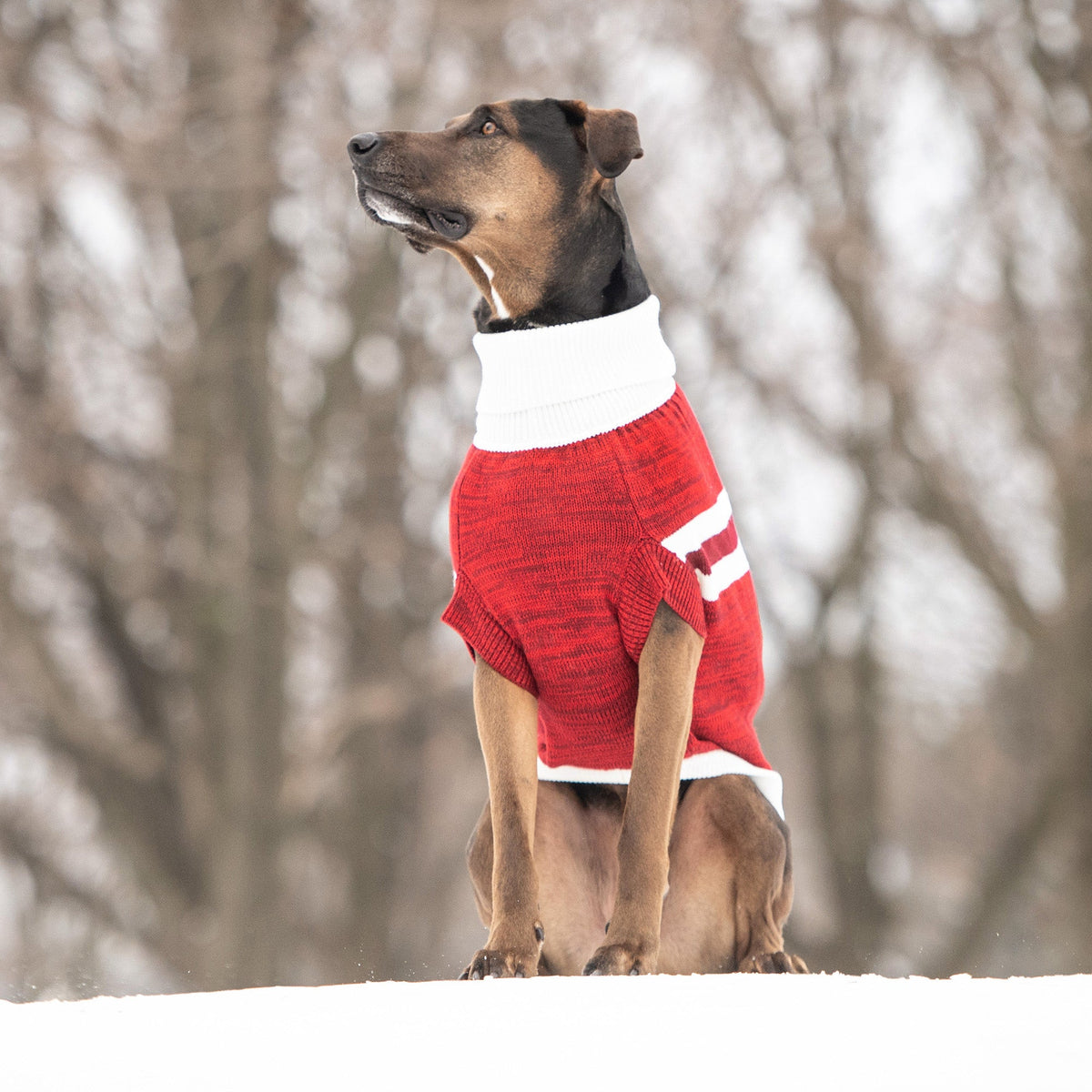 Trekking Sweater - Red premium pet product