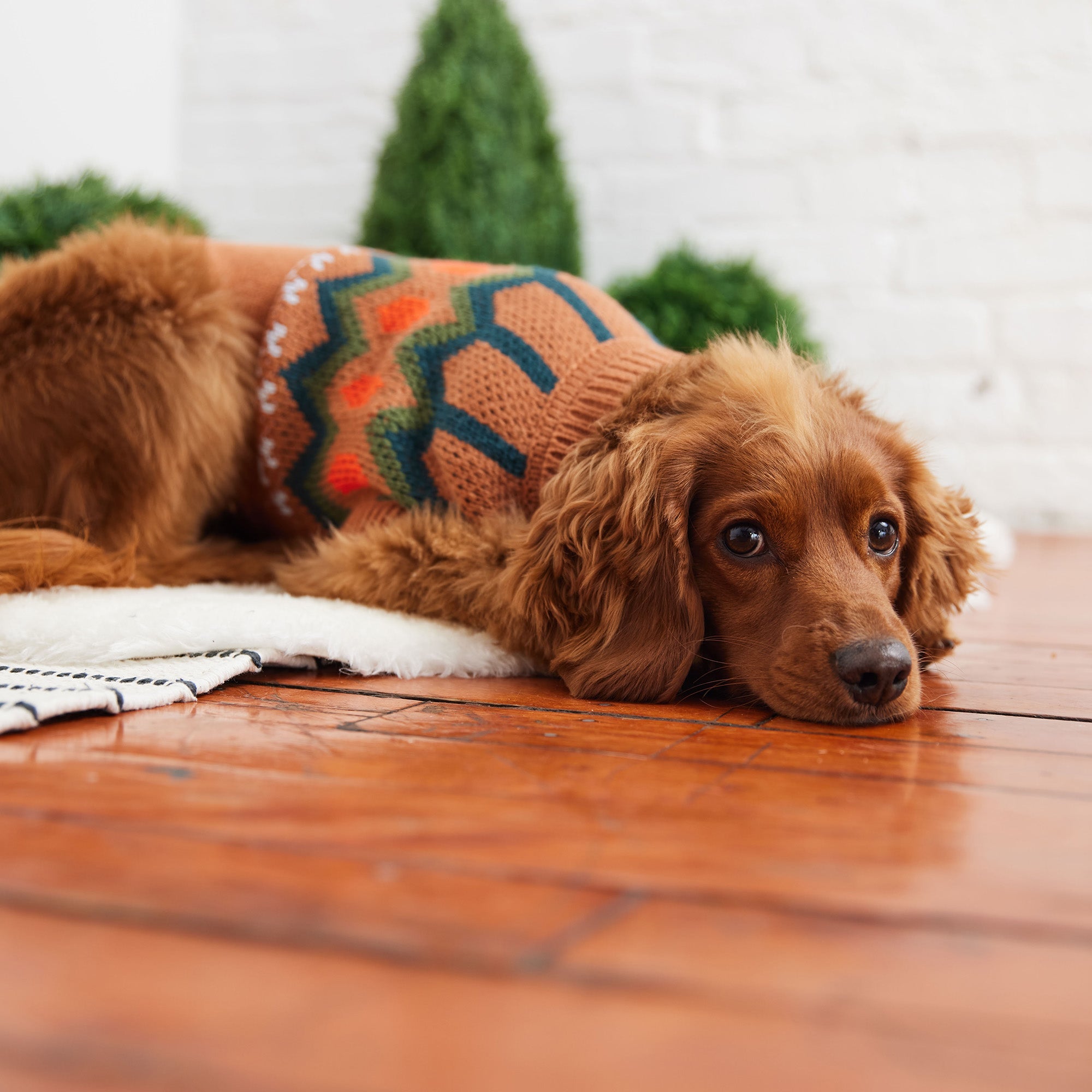 Heritage Sweater - Hazel premium pet product