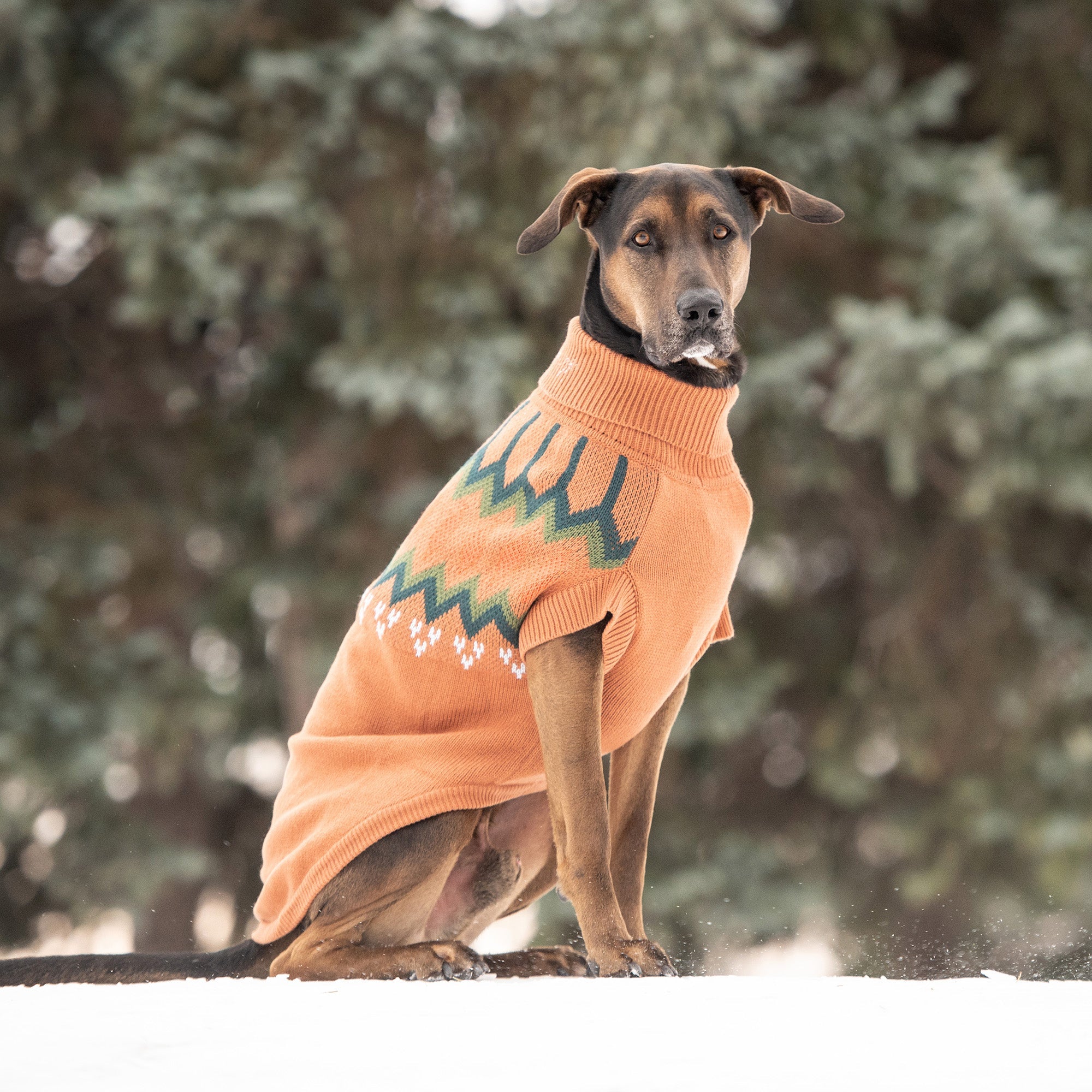 Heritage Sweater - Hazel premium pet product