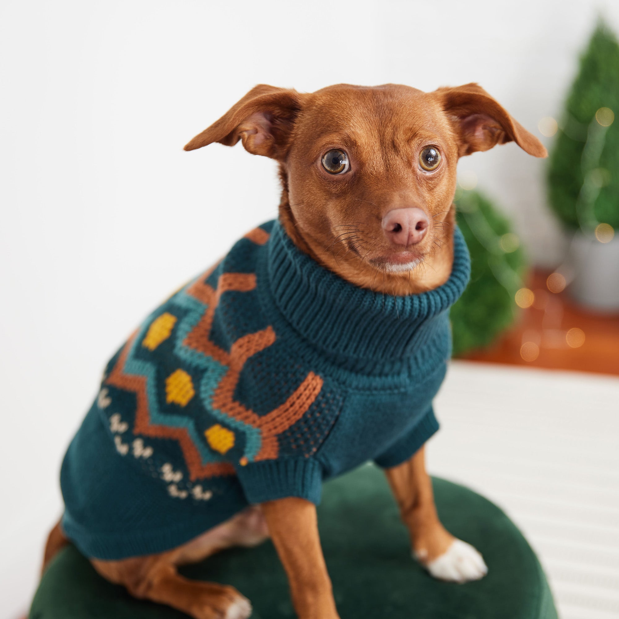 Heritage Sweater - Teal premium pet product