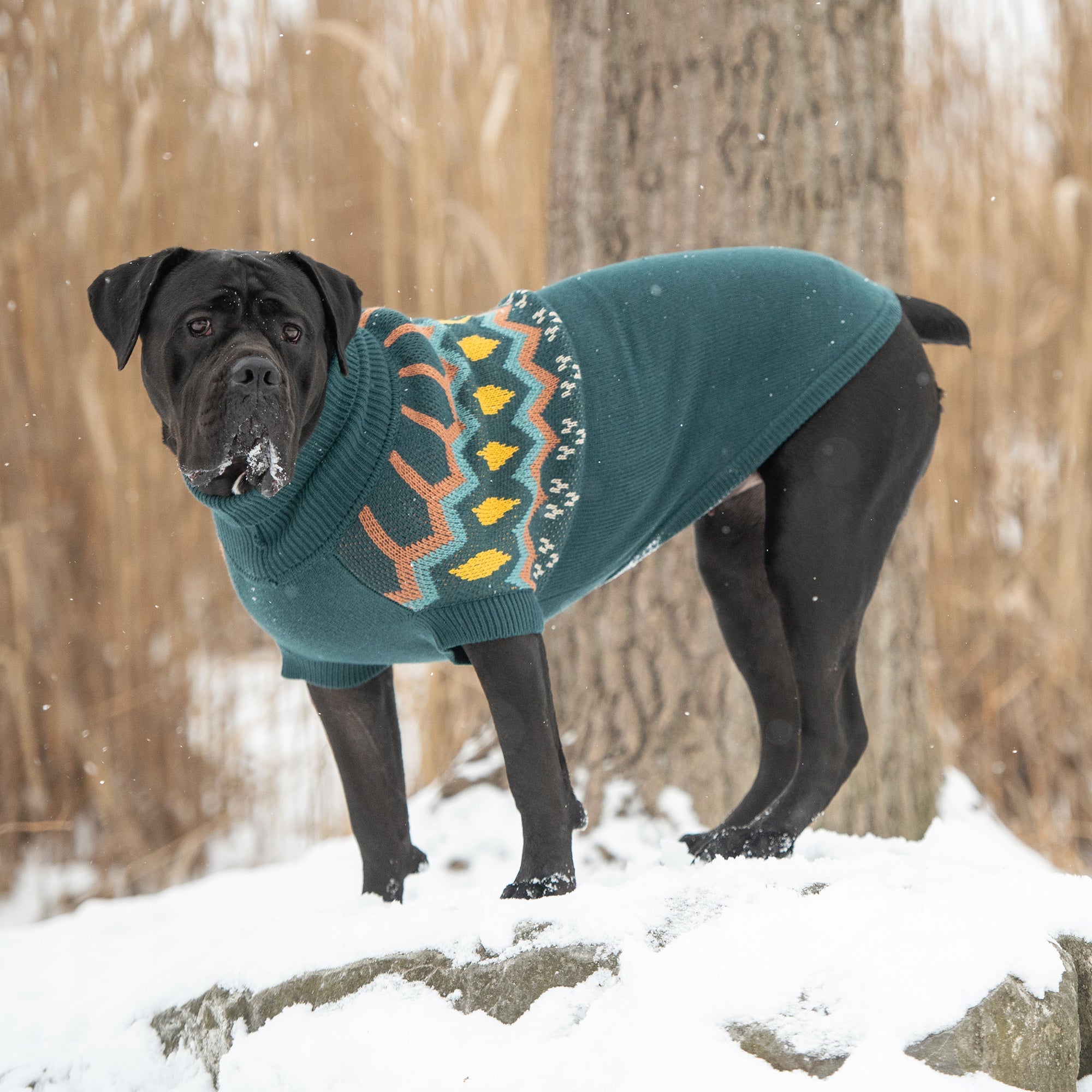 Heritage Sweater - Teal premium pet product