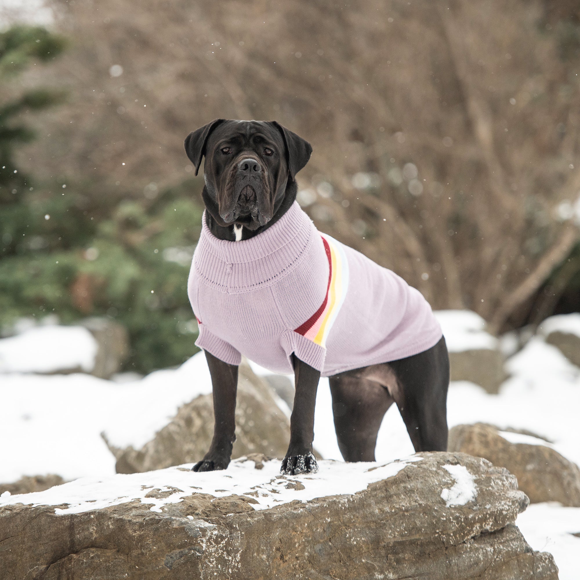 Retro Sweater - Lavender premium pet product