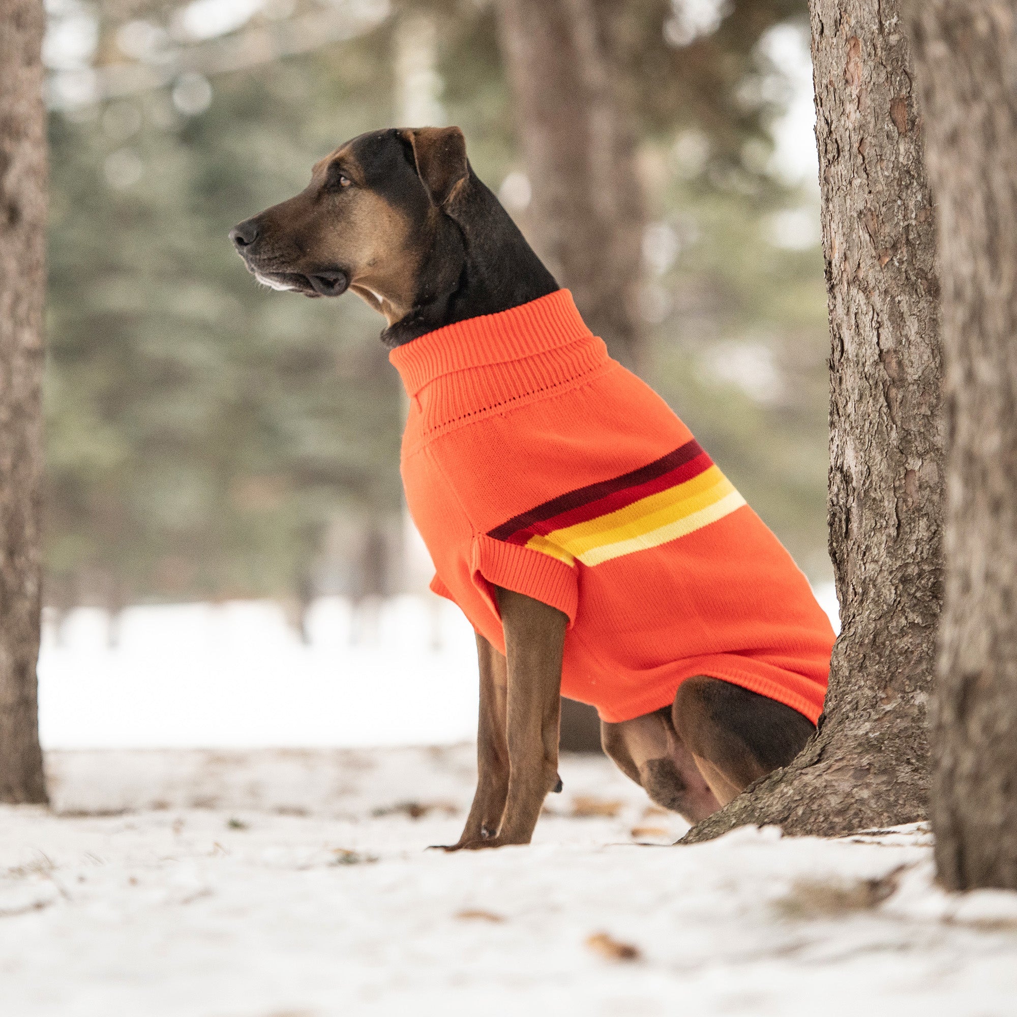 Retro Sweater - Orange premium pet product