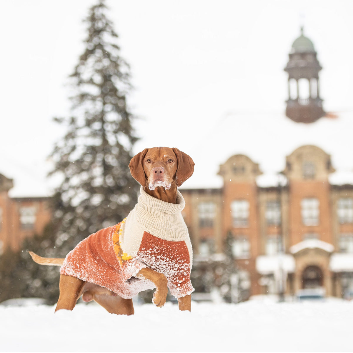 Fireside Sweater - Chili premium pet product