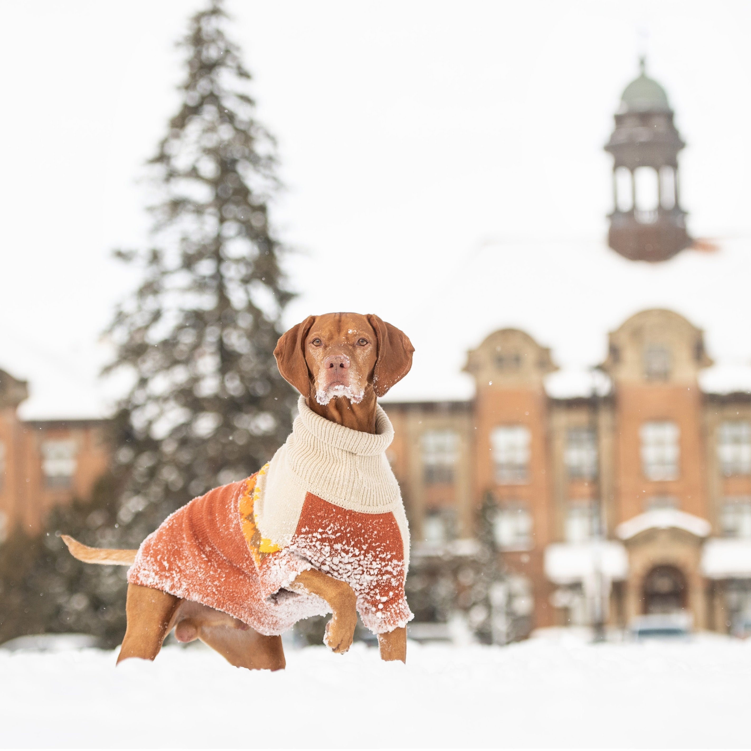 Fireside Sweater - Chili premium pet product