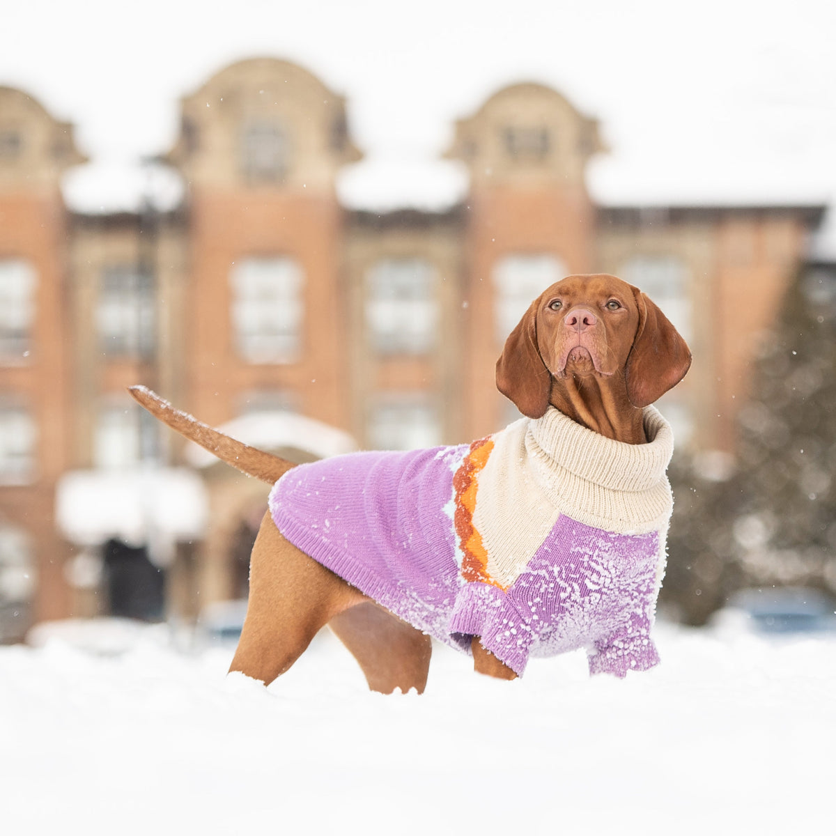 Fireside Sweater - Purple premium pet product